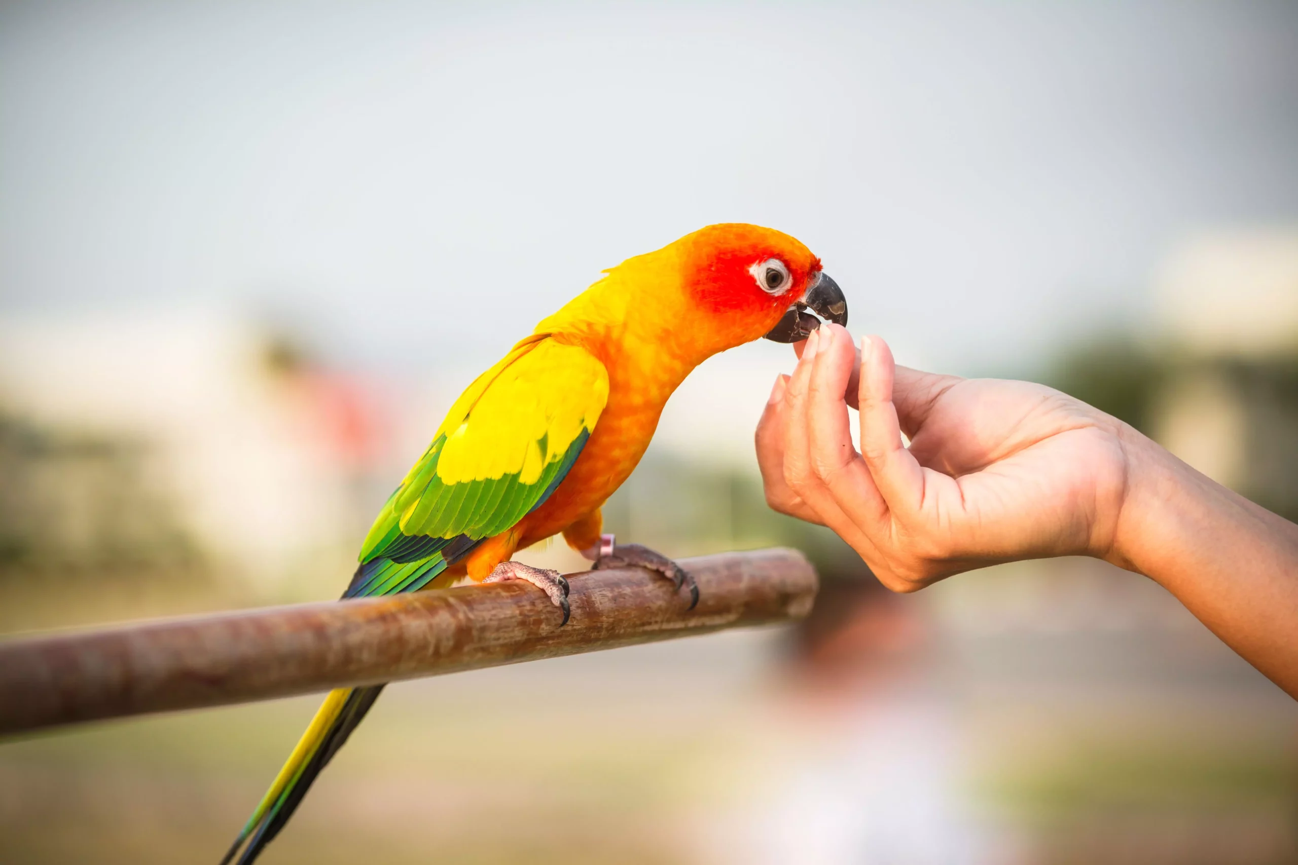 The Ethics and Legality of Keeping Wild Birds as Pets