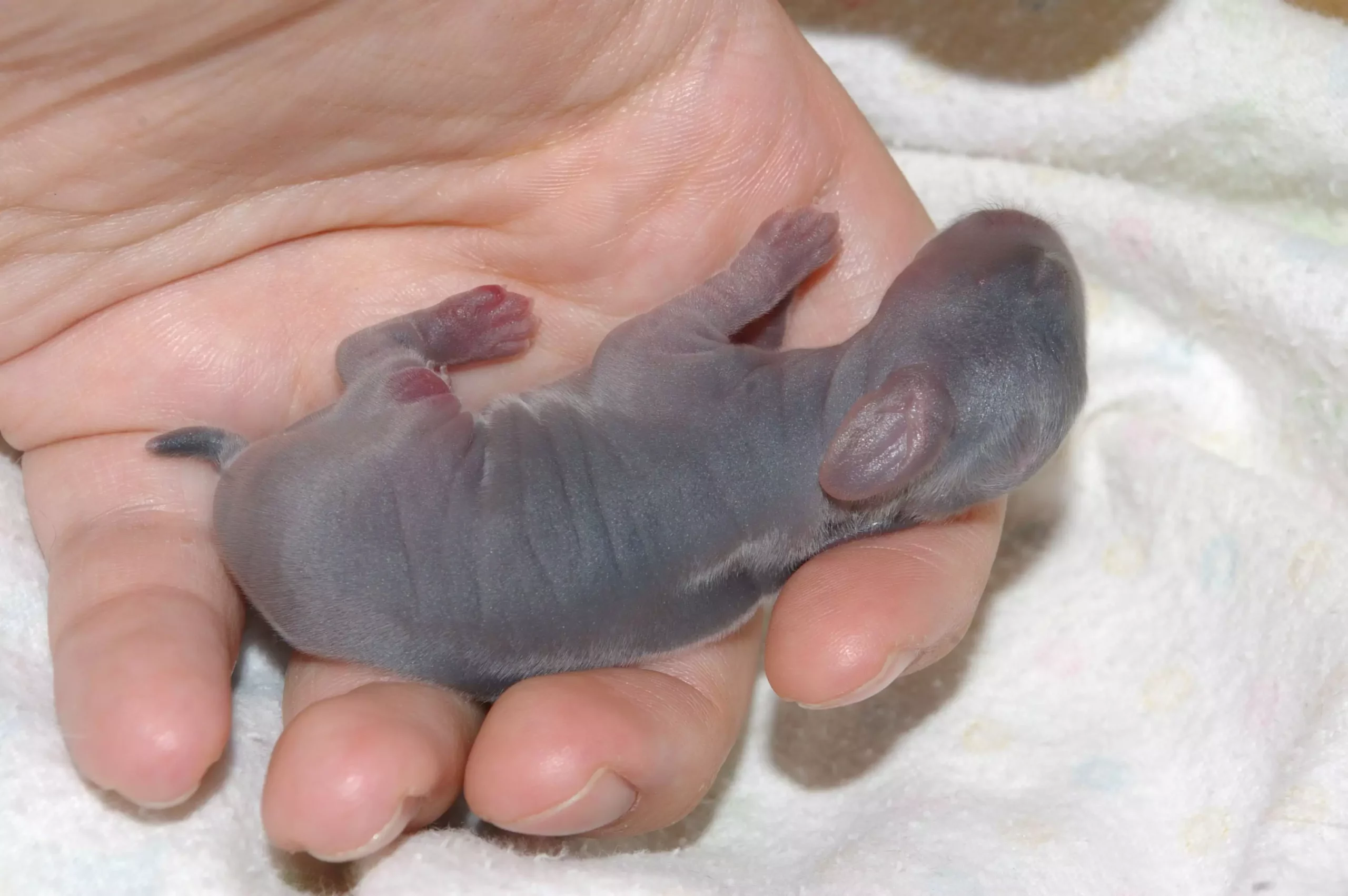 Understanding the Risks and Remedies for Newborn Rabbits: A Caregiver’s Guide