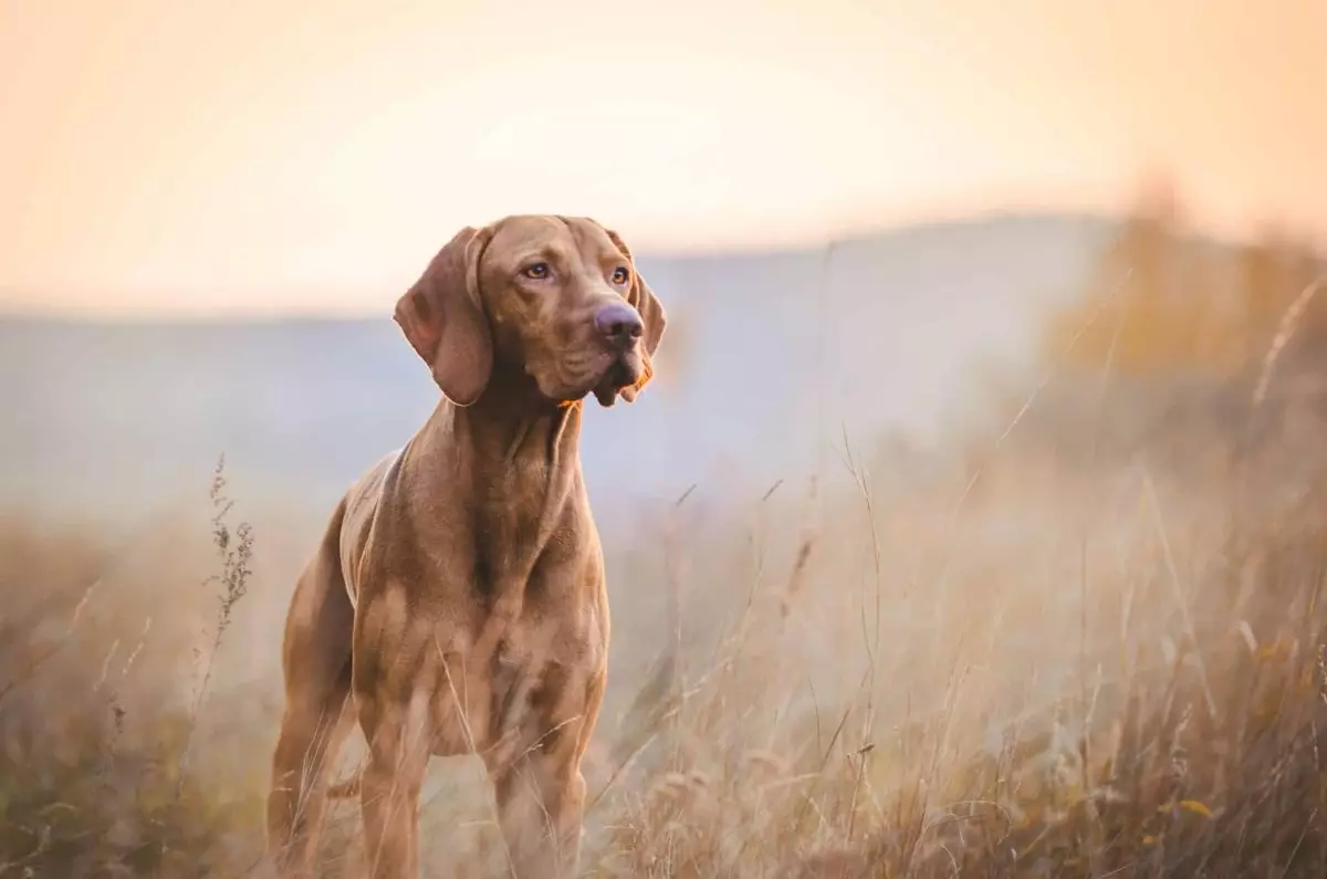 Top Dog Breeds for Adventure Seekers: Your Ideal Outdoor Companions