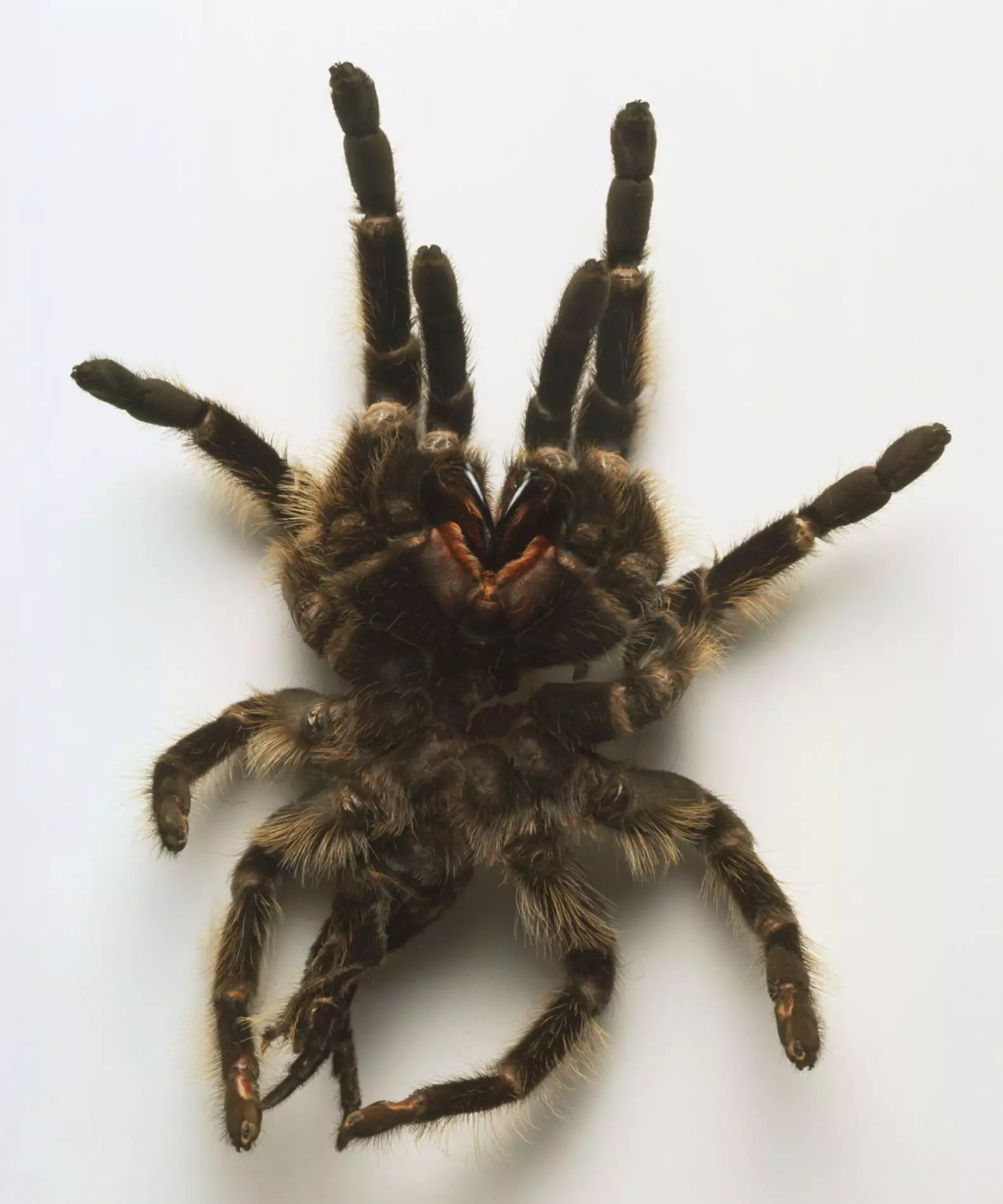 Understanding Tarantula Molting: A Comprehensive Guide for Enthusiasts