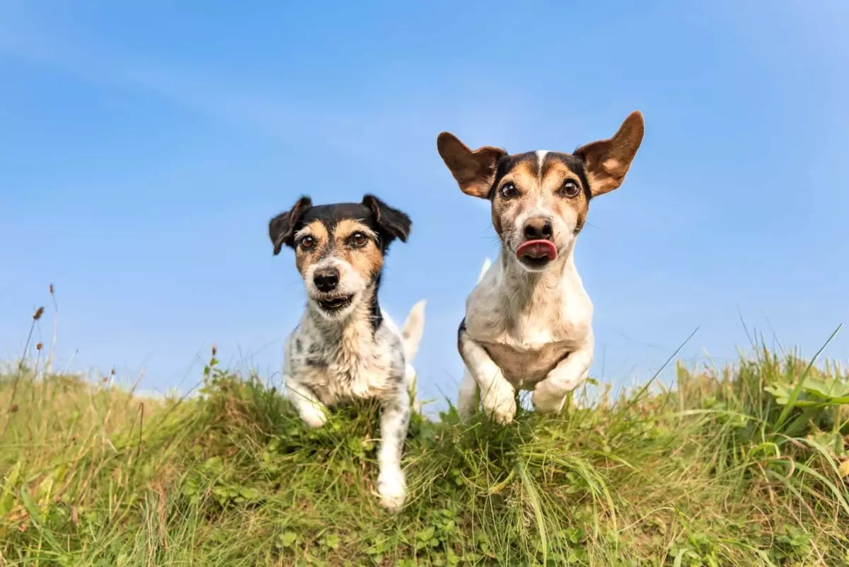 The Joyful Companionship of Dogs: Transforming Lives with Unconditional Love