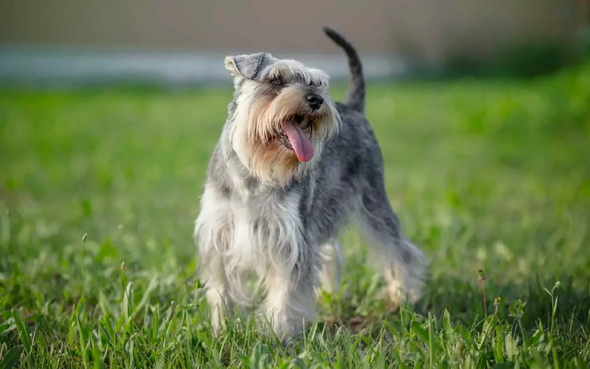 Vocal Variants: The Most Talkative Dog Breeds That Keep Conversations Going