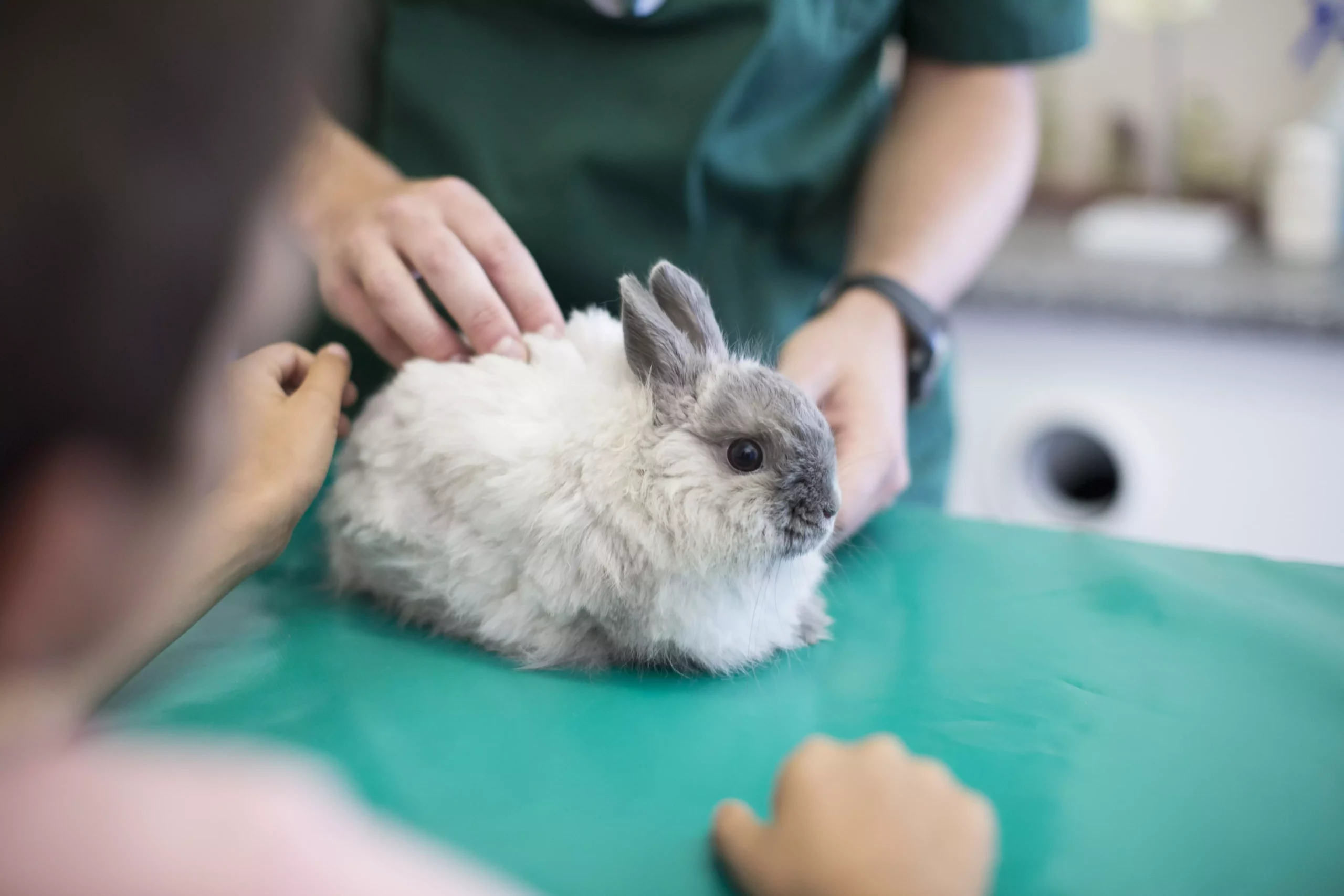 Understanding Rabbit Limping: Causes, Diagnoses, and Treatments