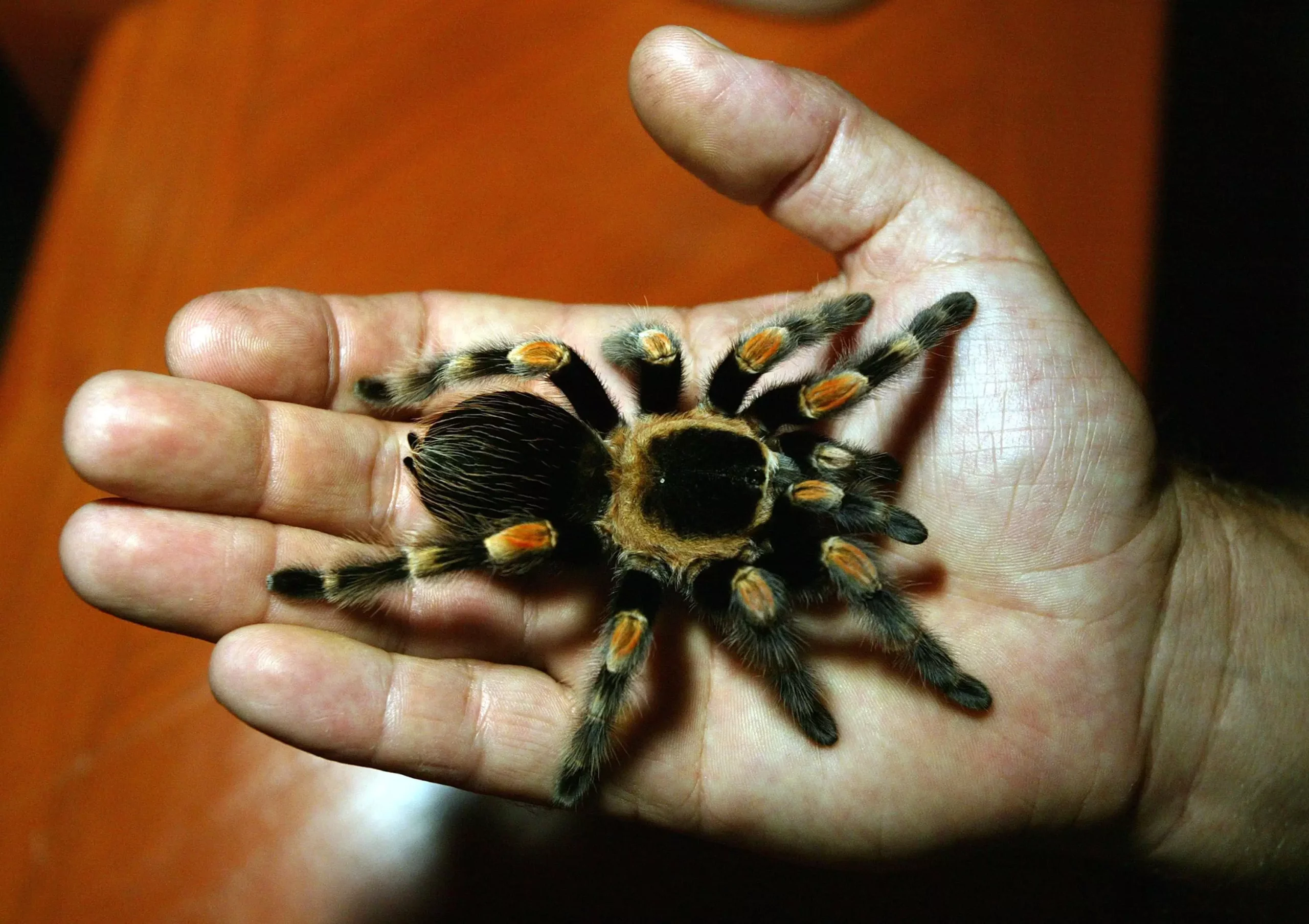 The Fascinating World of Tarantulas: A Beginner’s Guide to Care