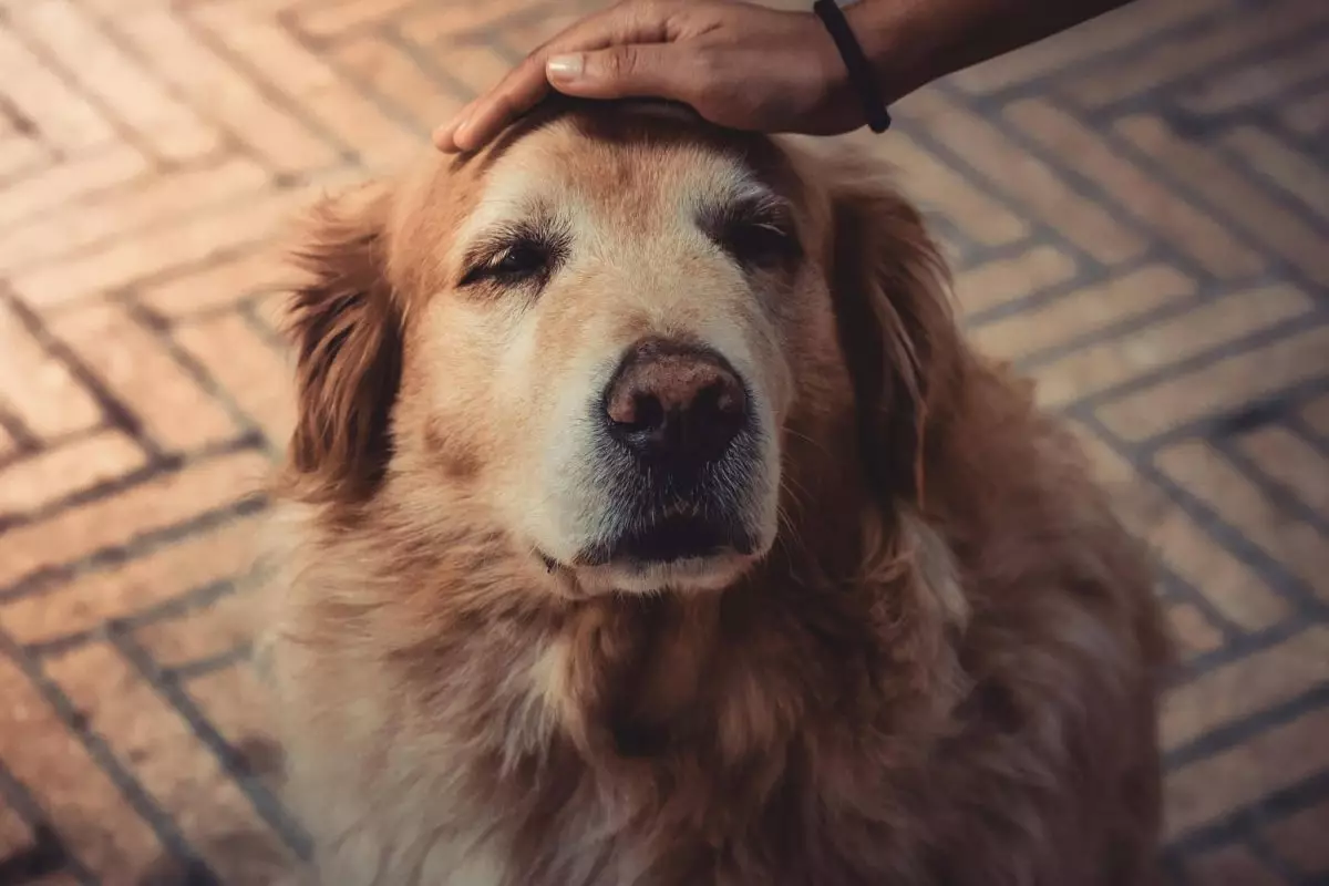 The Unspoken Beauty of Senior Dogs: A Heartfelt Appeal