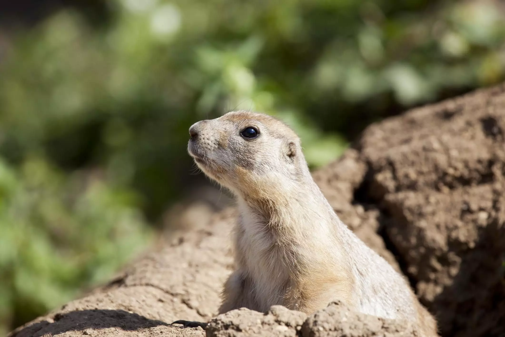 The Complex World of Black-Tailed Prairie Dogs as Exotic Pets