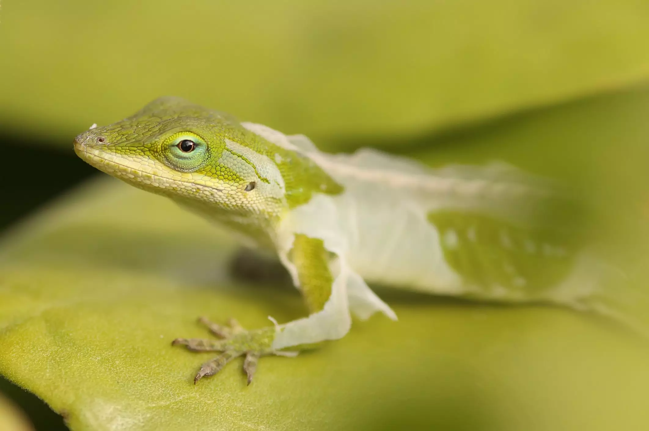 Understanding Shedding Issues in Reptiles: Causes, Solutions, and Best Practices