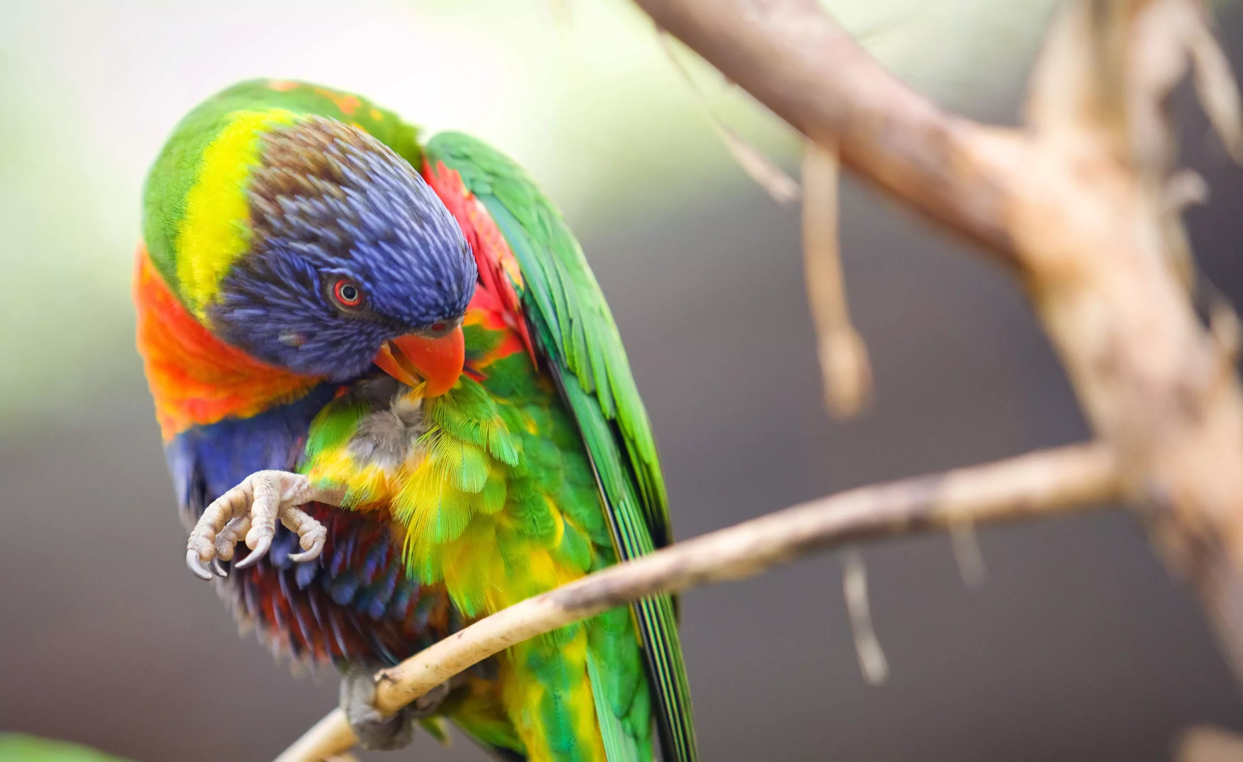 Understanding and Correcting Common Behavior Issues in Pet Birds