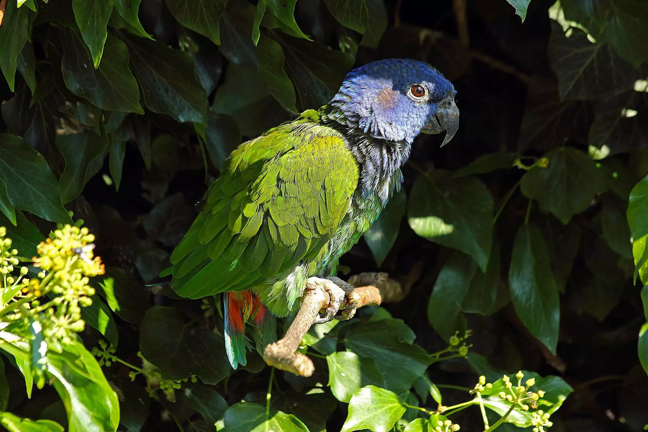 The Blue Headed Pionus: A Colorful Companion for the Dedicated Enthusiast