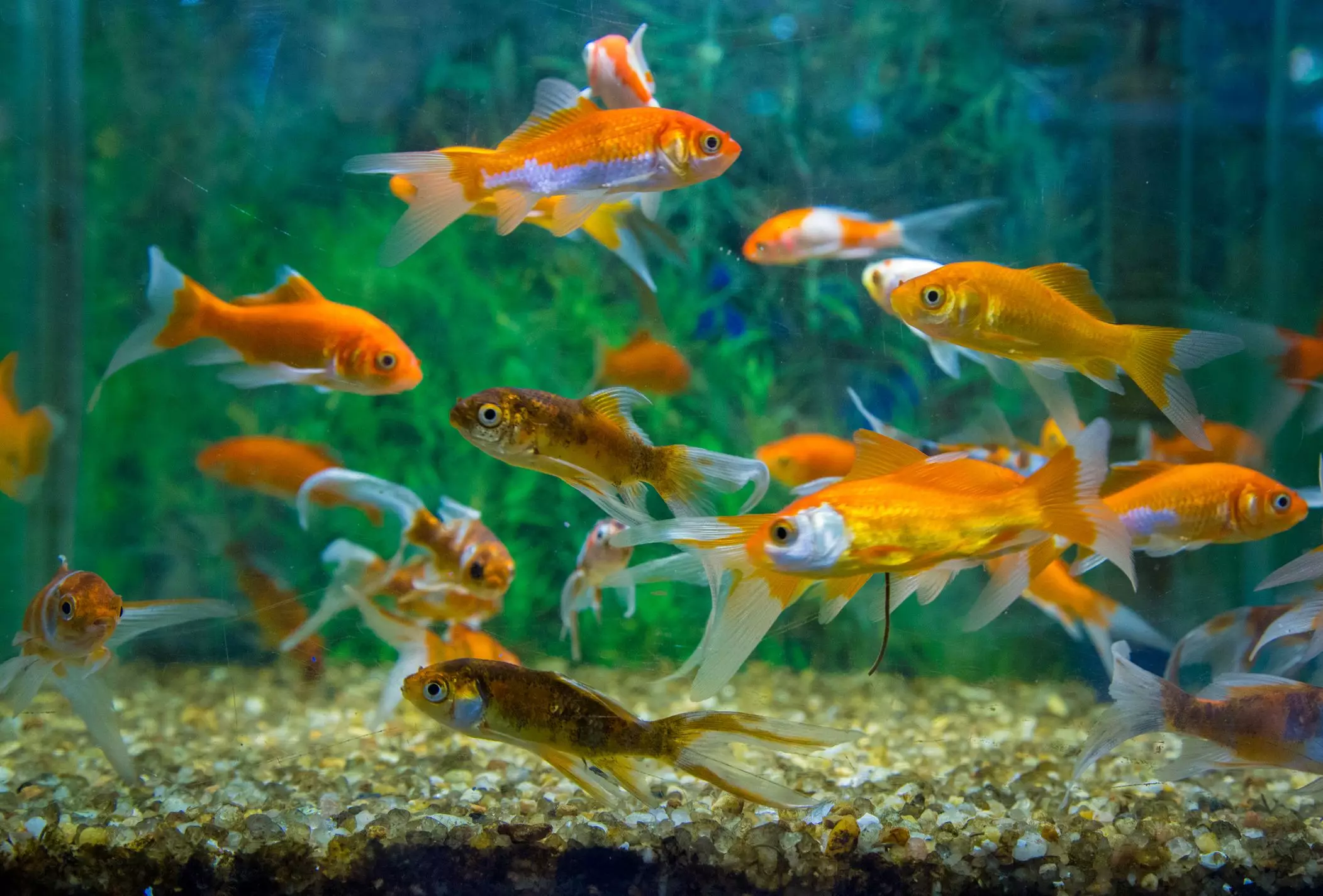 Jumpstarting Your Aquarium: Mastering the Art of Seeding