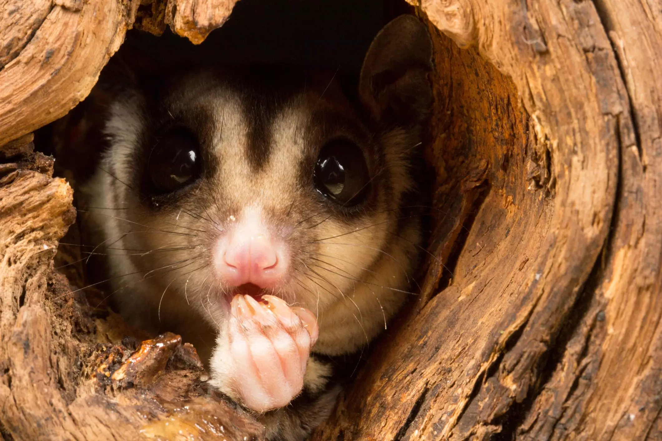 Understanding Self-Mutilation in Sugar Gliders: A Comprehensive Guide