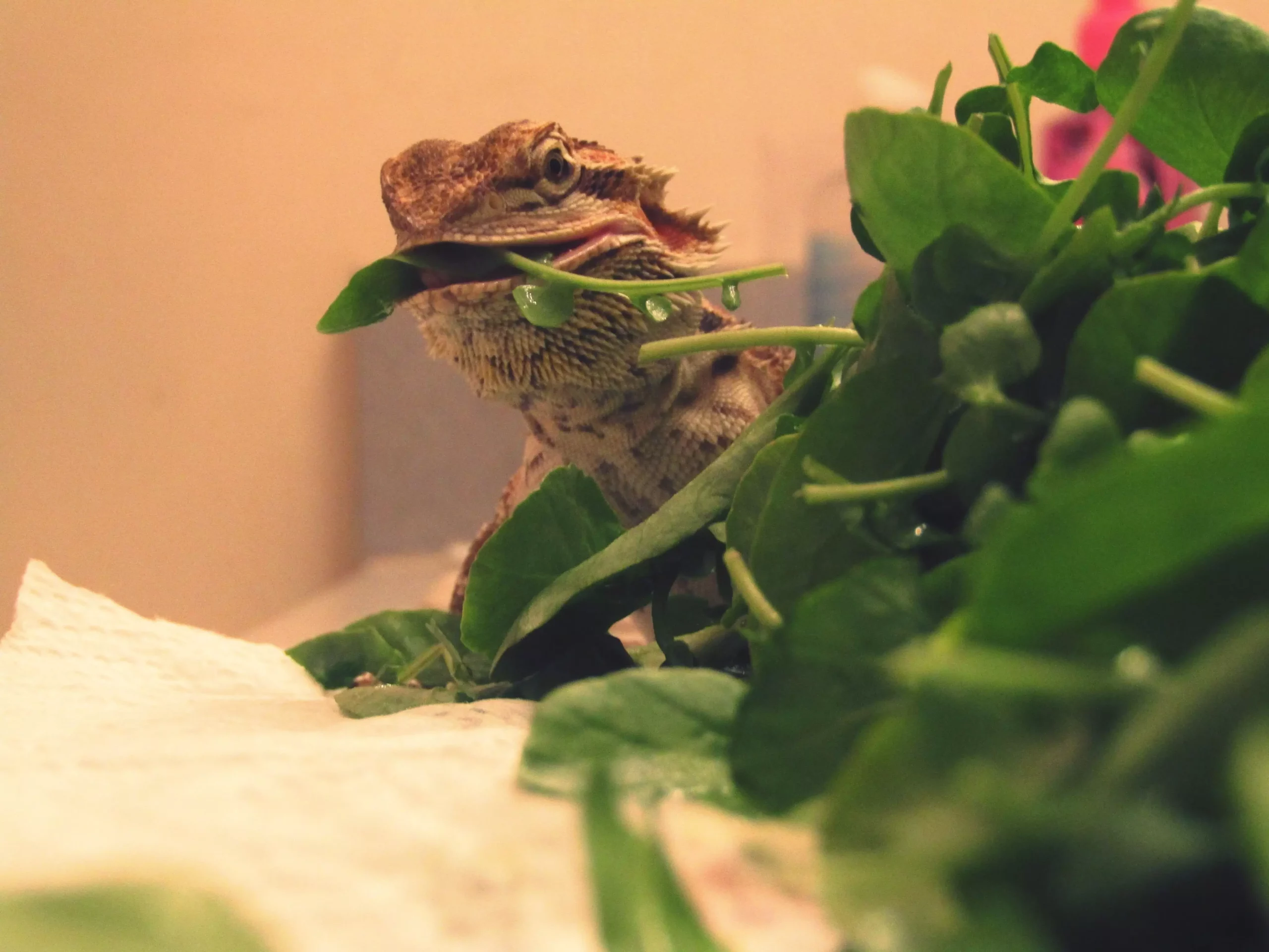 Nourishing Your Adult Bearded Dragon: A Comprehensive Guide to Their Diet