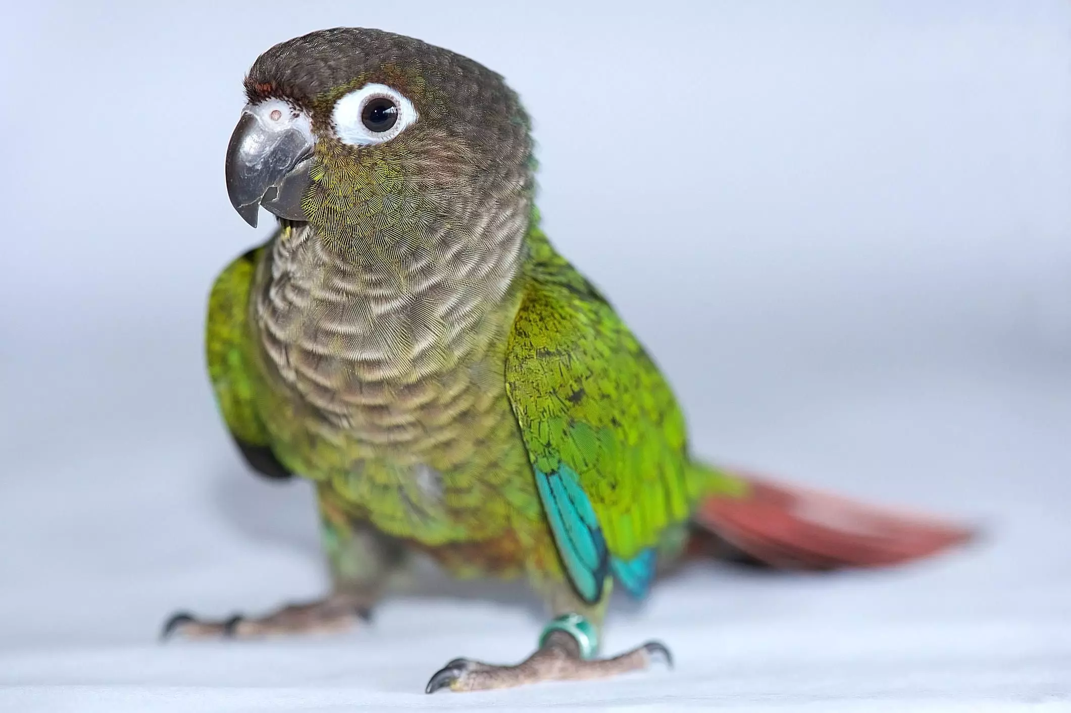 Understanding the Green-Cheeked Conure: A Beloved Avian Companion