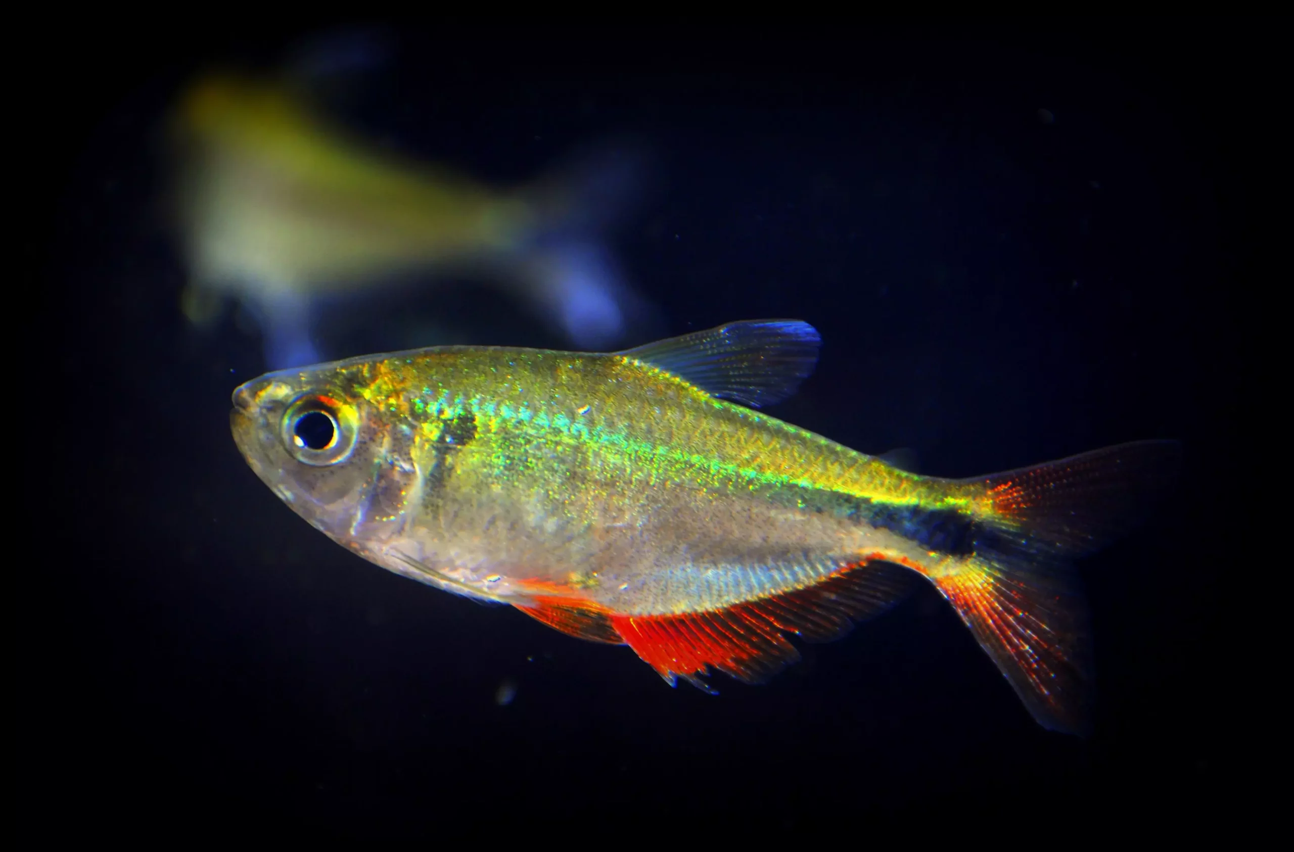 A Comprehensive Guide to Buenos Aires Tetra: An Ideal Freshwater Companion