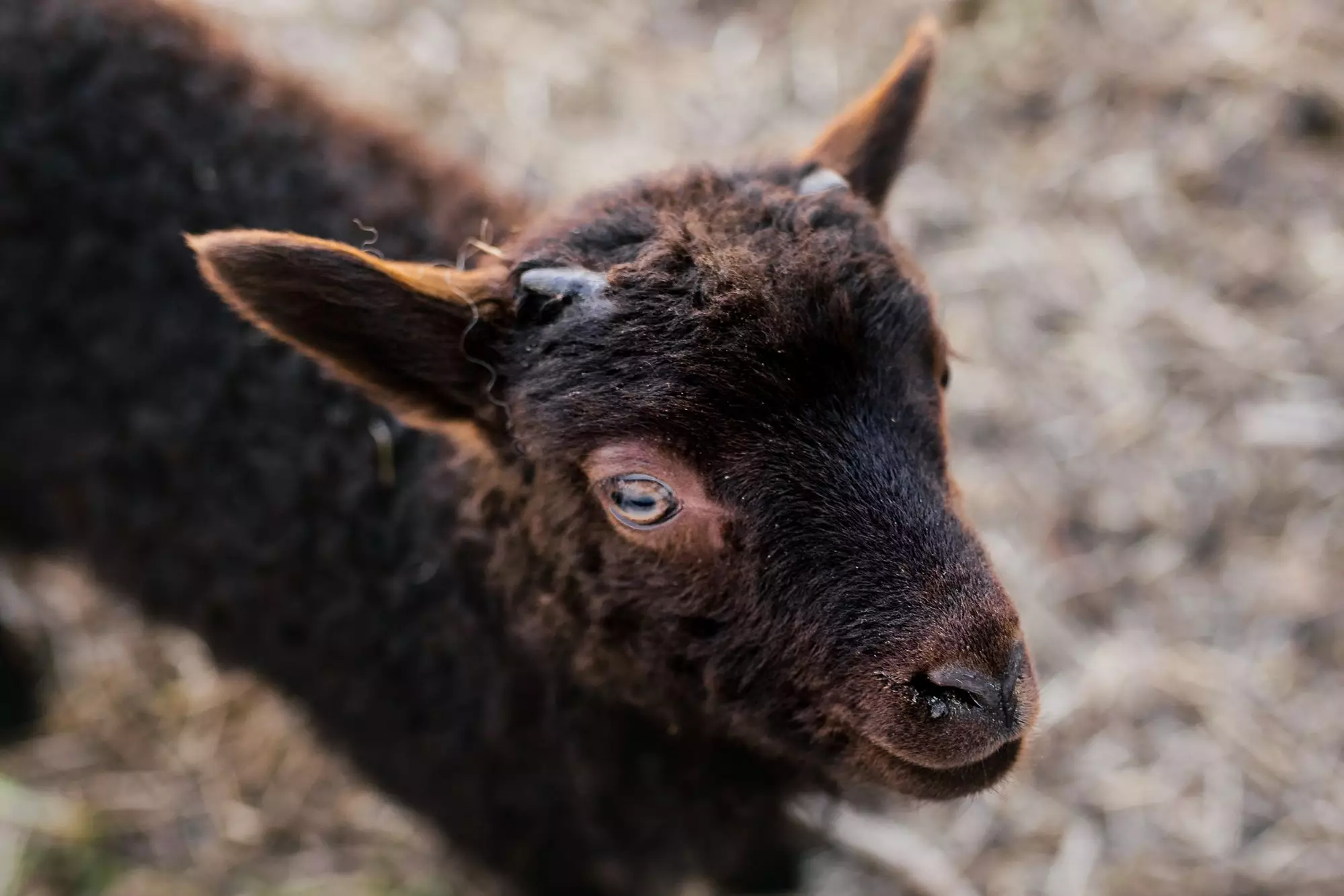 The Unconventional Life of Goats: Nature’s Unique Creatures