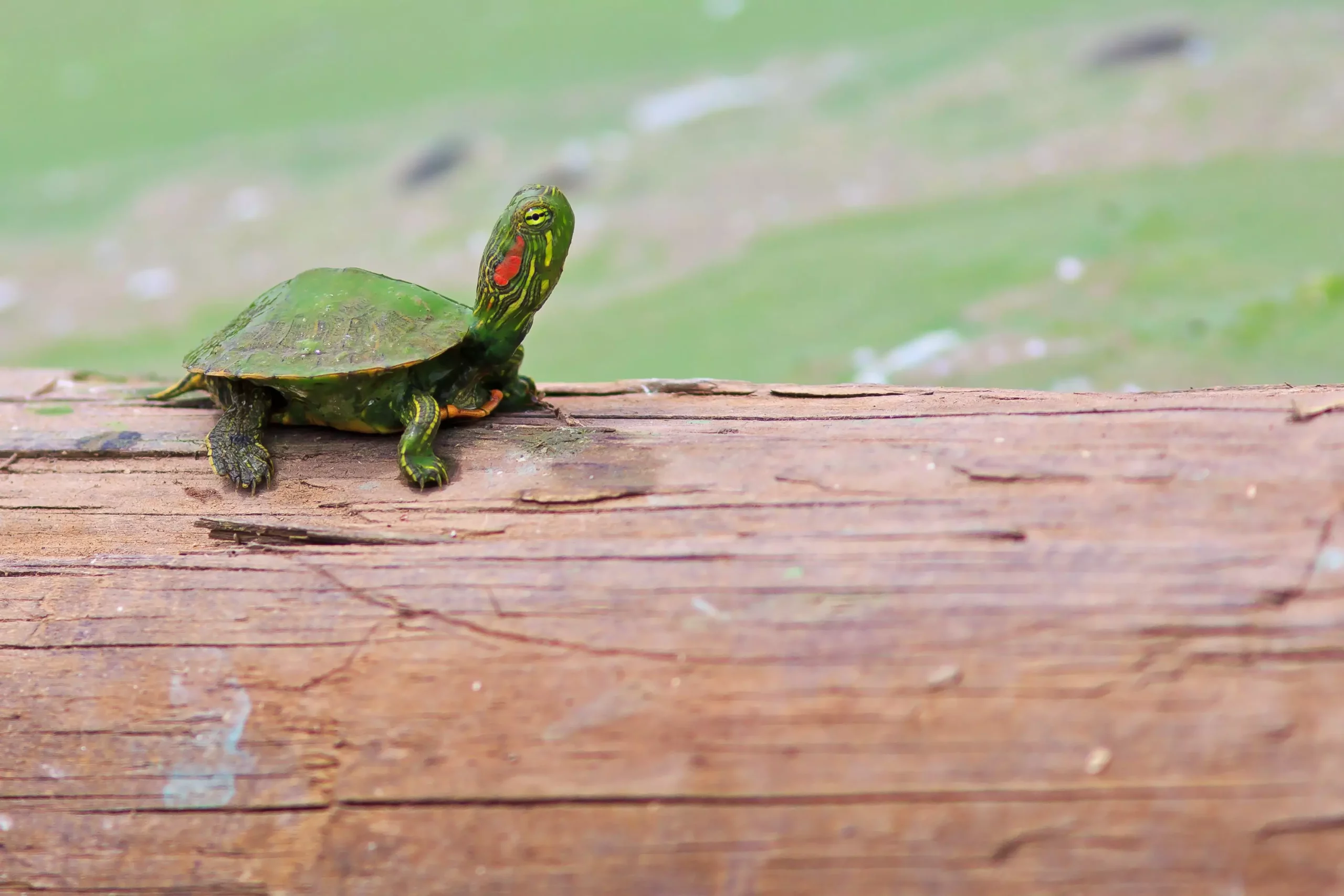 The Essential Guide to Caring for Red-Eared Slider Turtles: What Every Owner Should Know