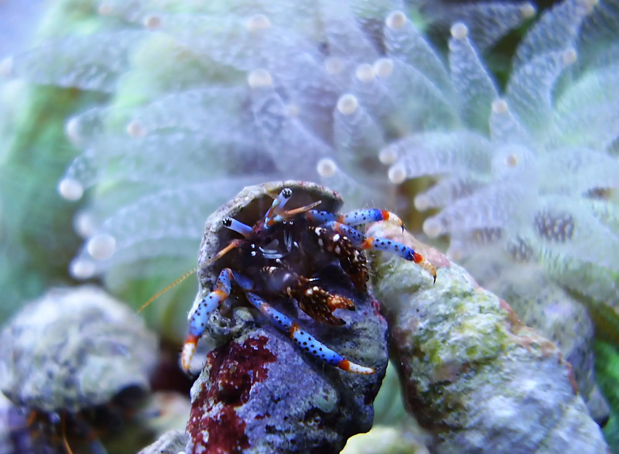 Effective Algae Control in Aquariums: The Role of Hermit Crabs and Snails