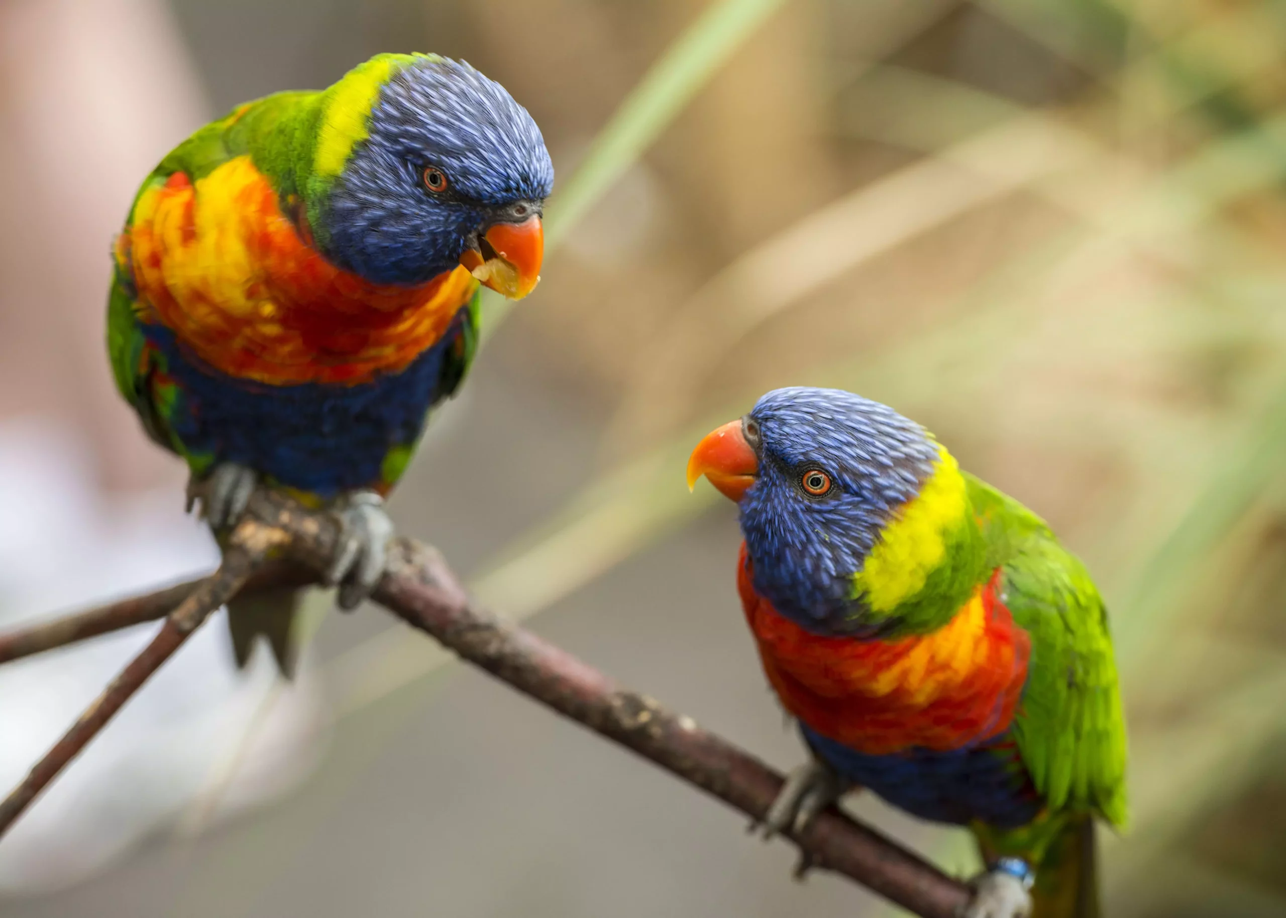 The Vibrant World of Colorful Companion Birds