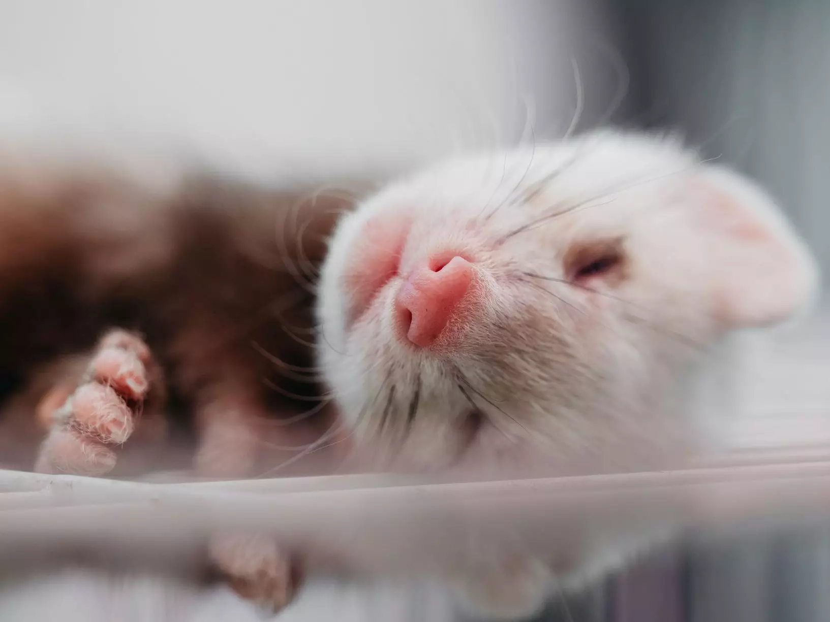 The Playful Charm of Ferrets: Are They the Right Pet for You?