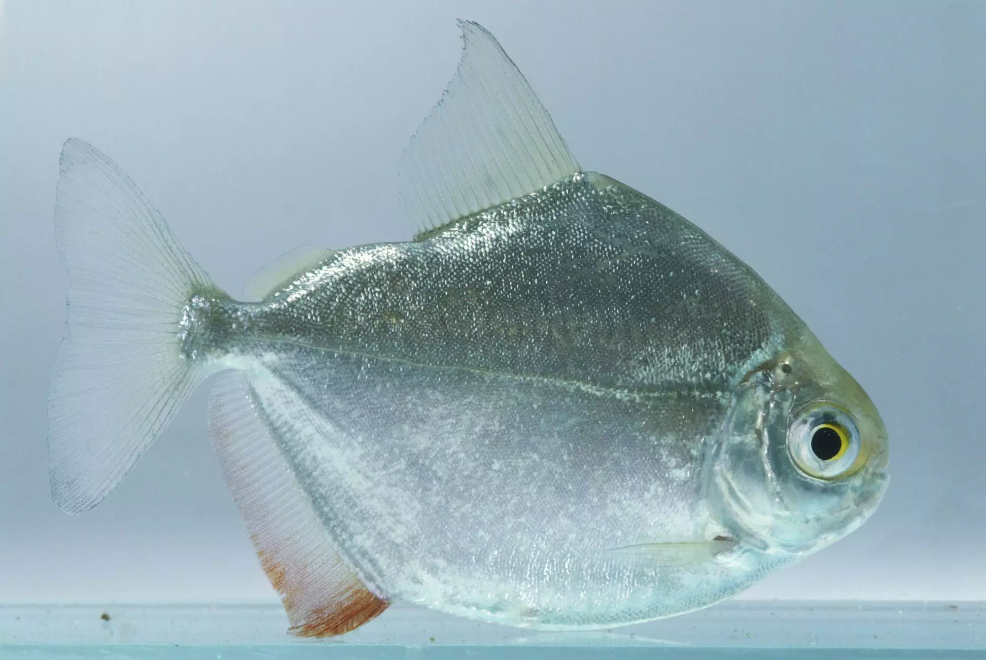 The Allure of the Silver Dollar Fish: A Comprehensive Guide