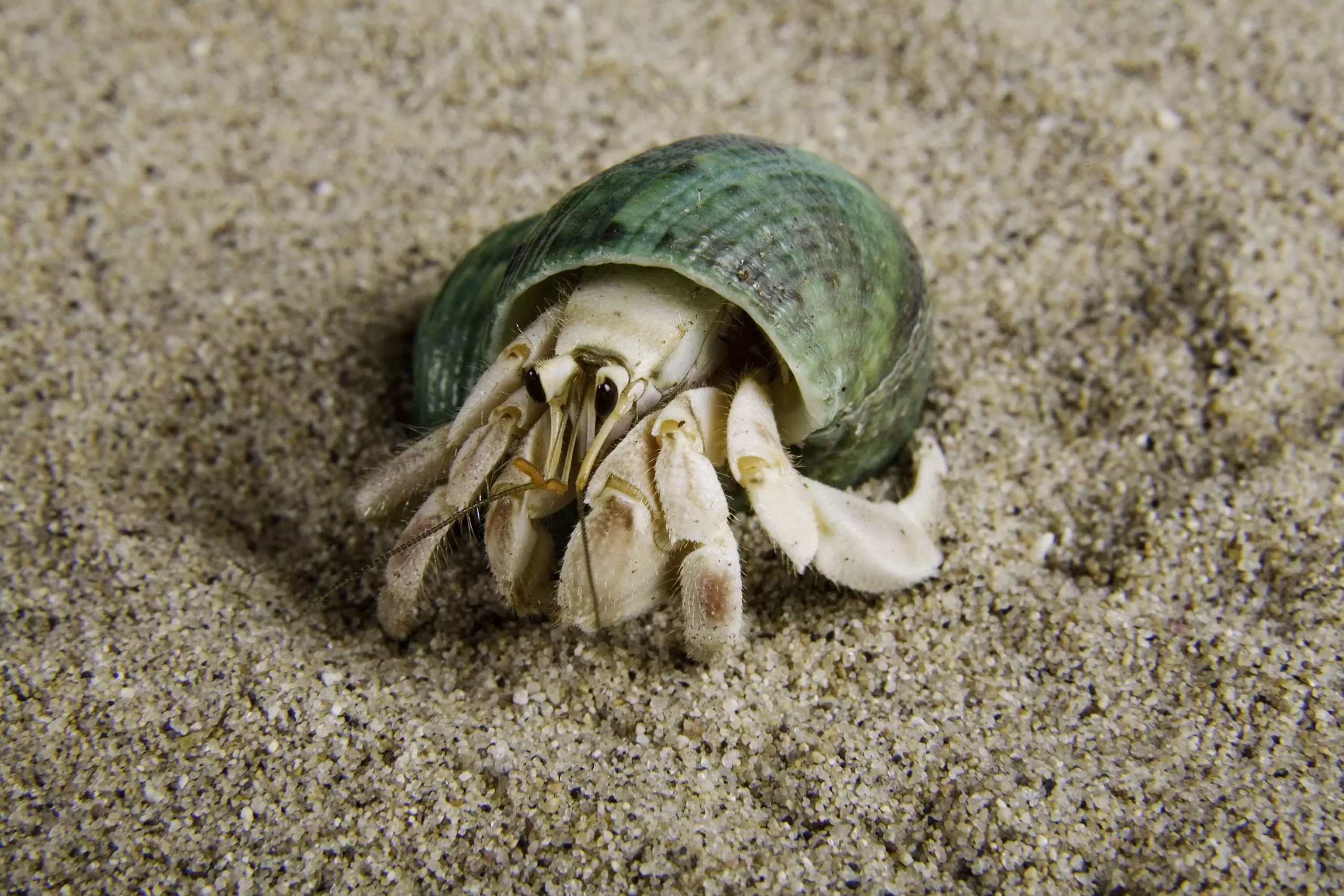 The Essential Diet of Hermit Crabs: What You Need to Know