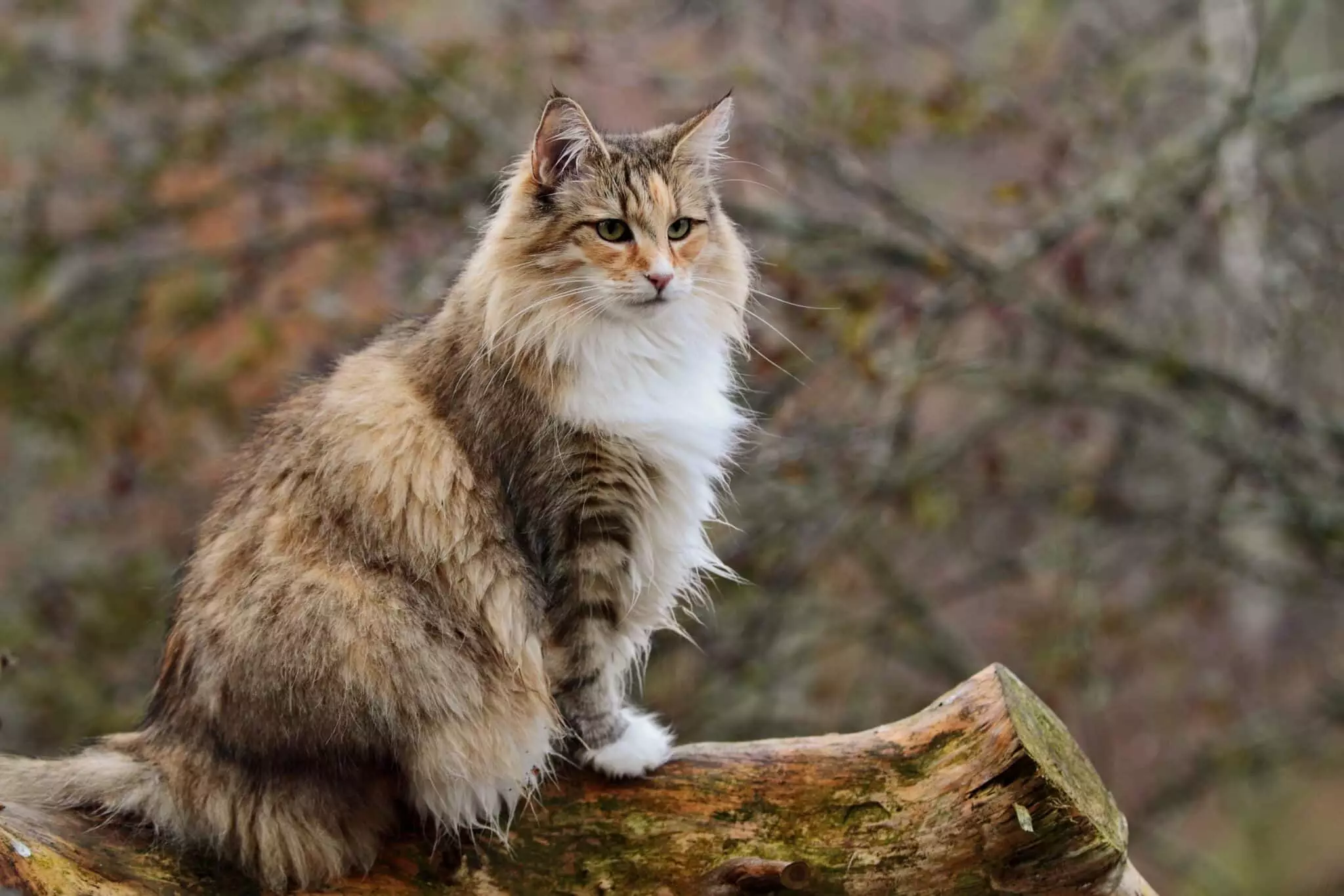 The Adventurous Spirit of Cats: Exploring Feline Exploration