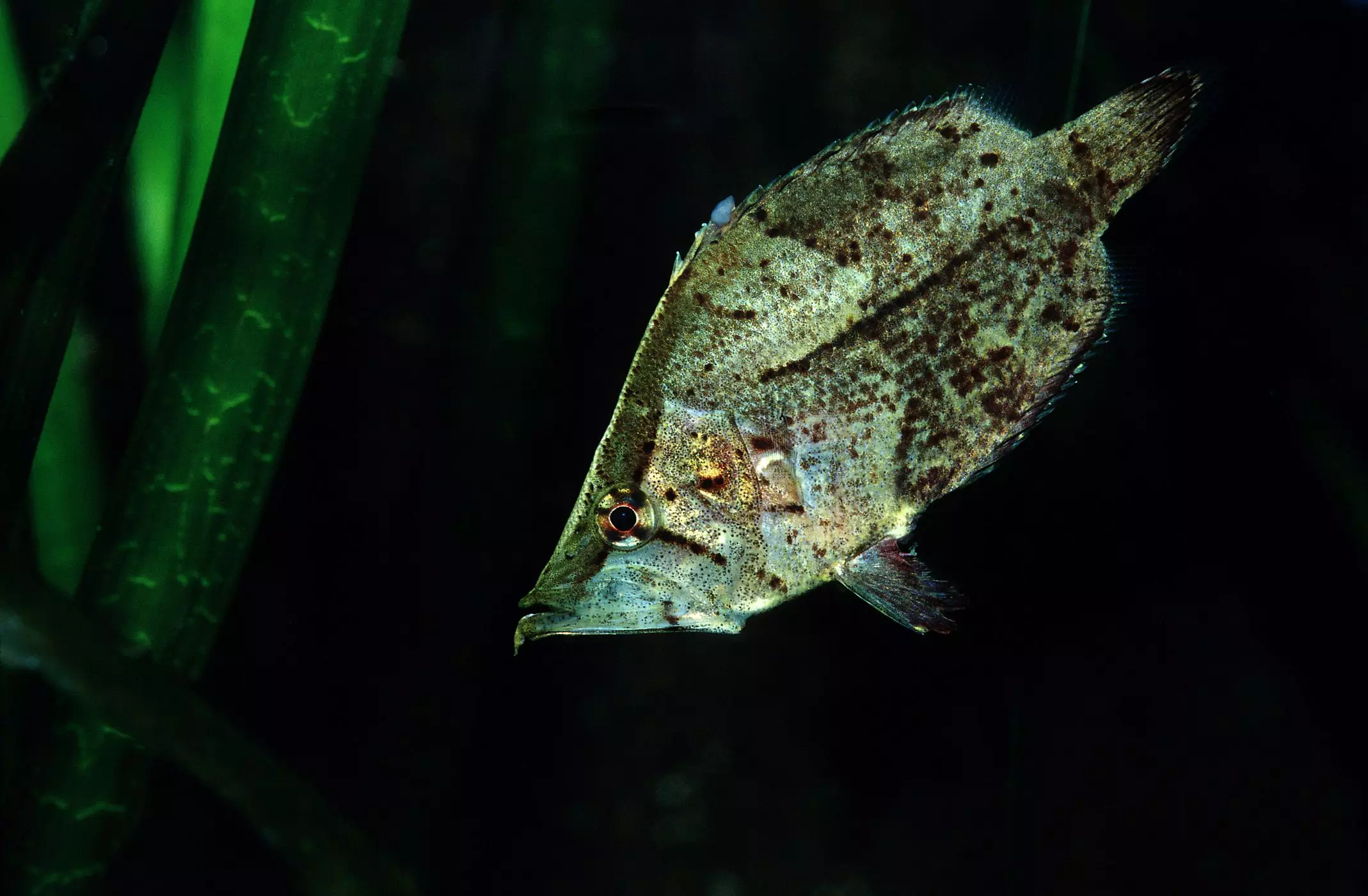 The Fascinating World of the South American Leaffish: An Aquatic Wonder