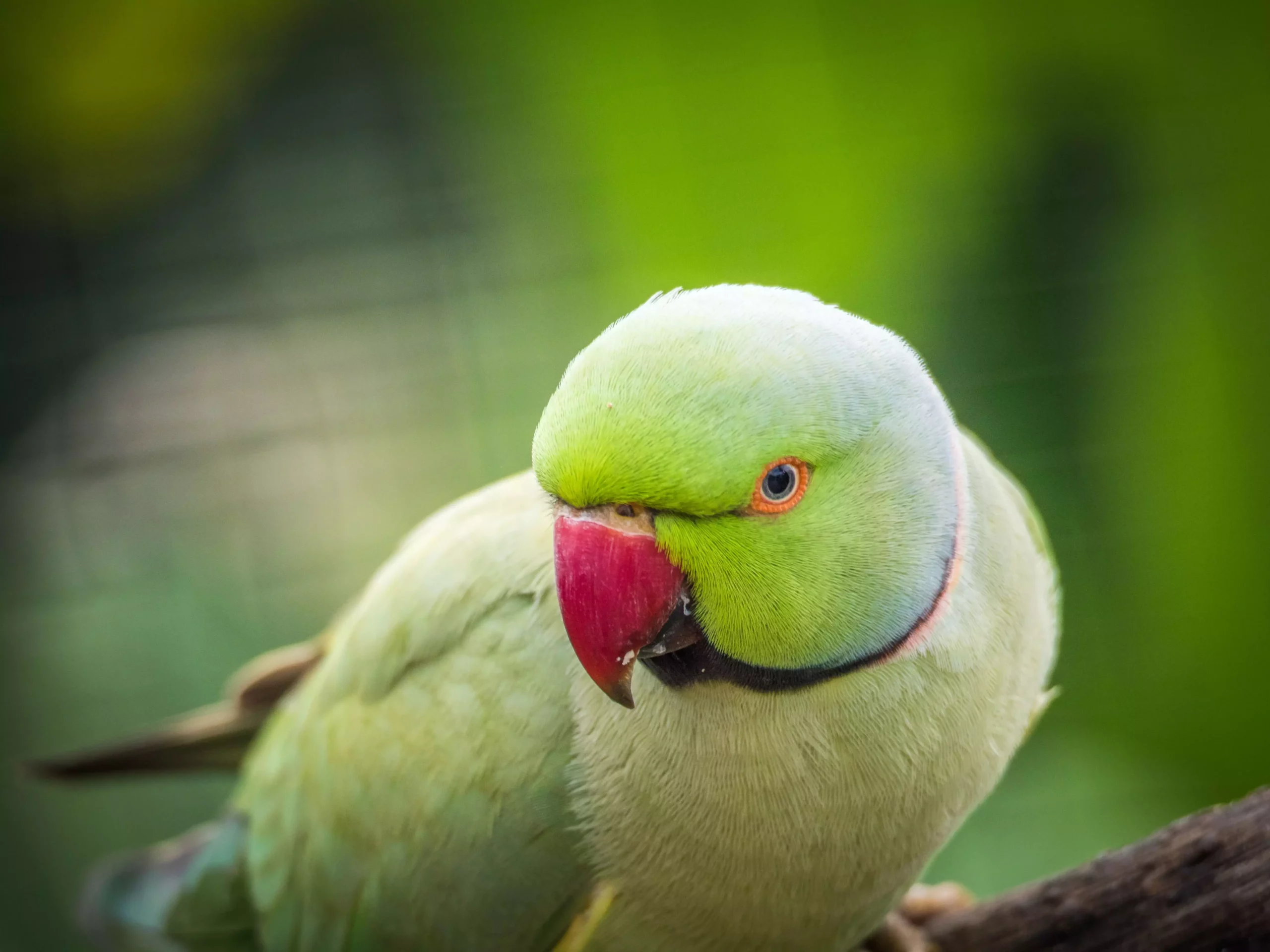 The Noisy Charm of Pet Birds: A Look at Popular Avian Companions