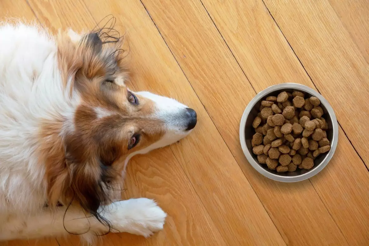 The Crucial Role of Proper Nutrition in Your Dog’s Health