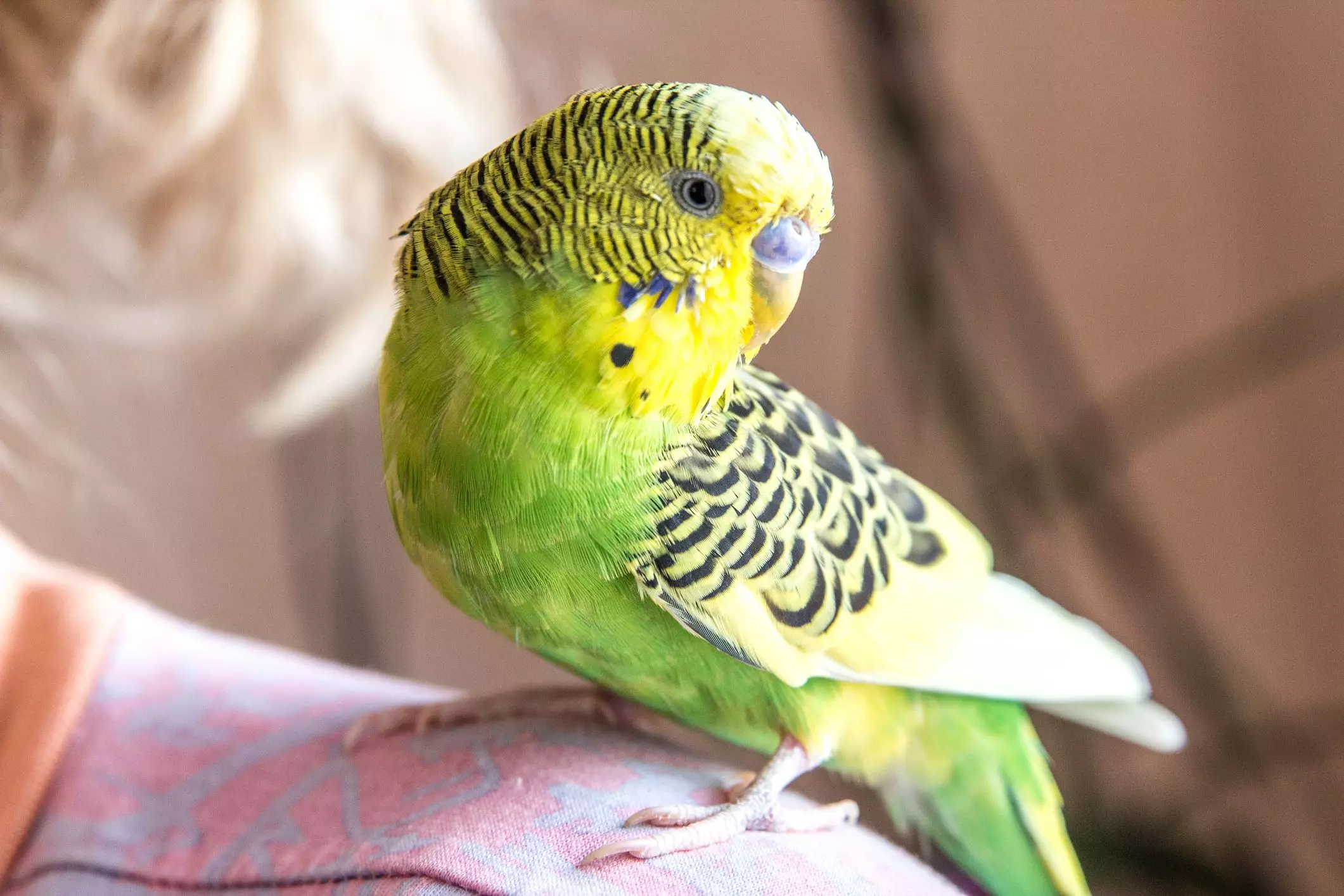 Ensuring Safe and Stress-Free Handling of Your Pet Bird