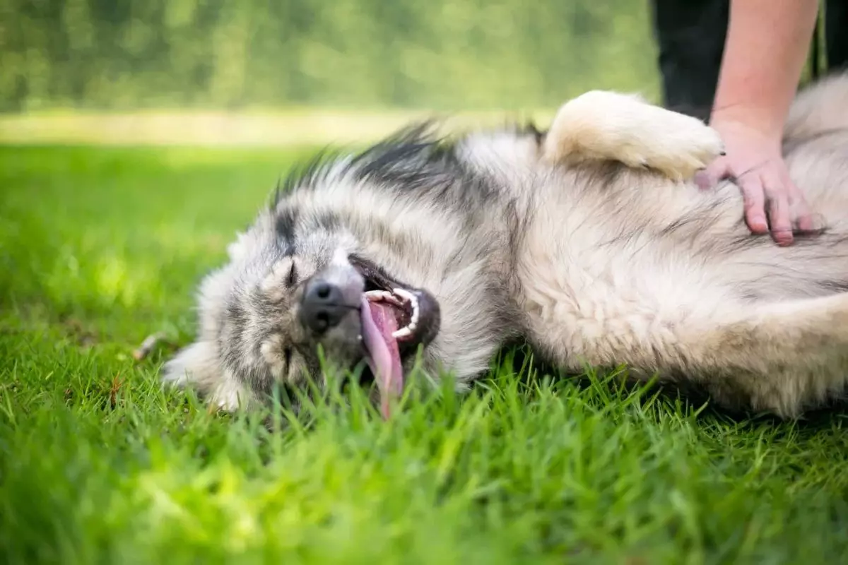 The Importance of Belly Rubs: Fostering Connection and Wellness in Dogs