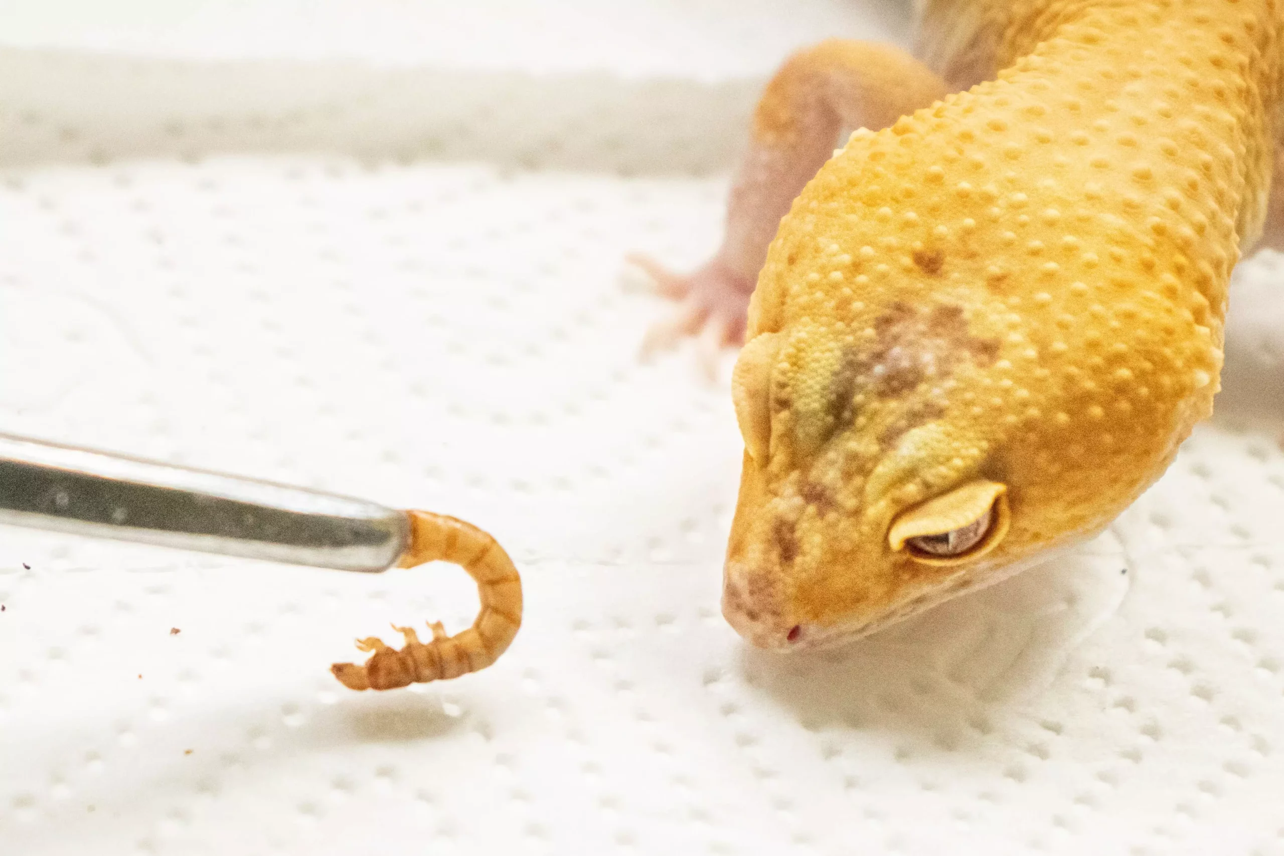 Understanding Reasons Behind Your Leopard Gecko’s Loss of Appetite