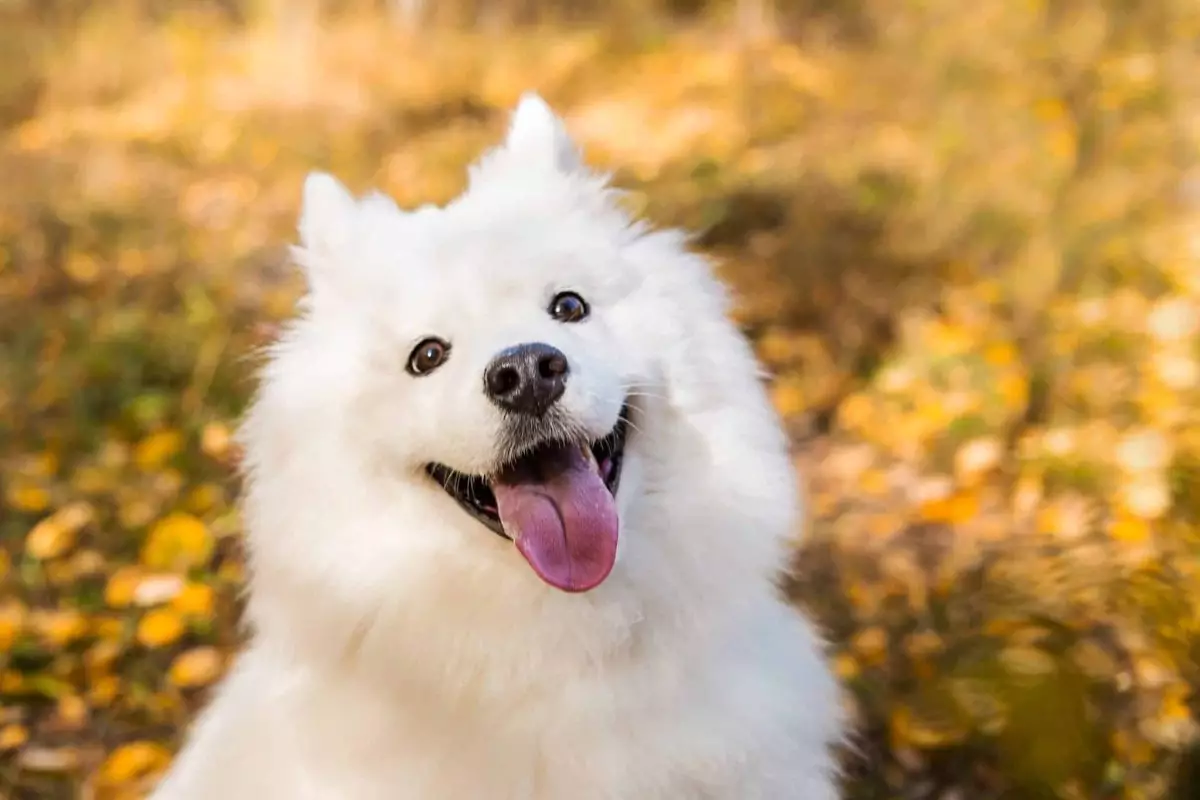 The Joyful Expressions of Our Canine Companions