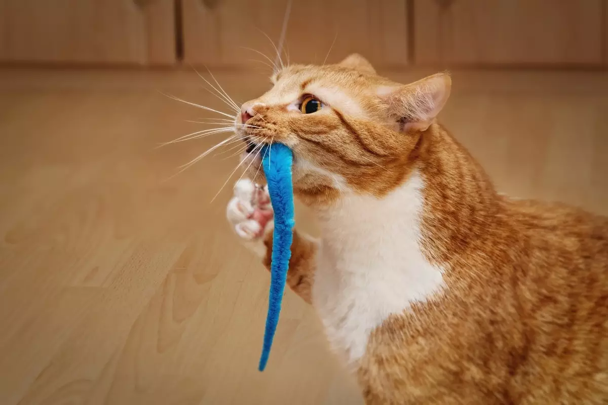 The Playful Prowess of Our Feline Friends