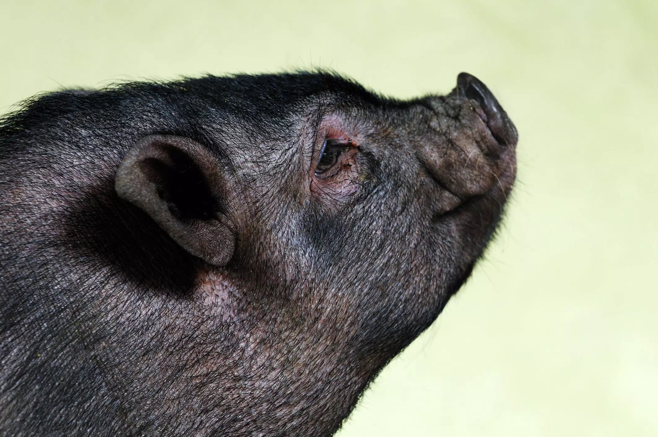 Understanding the Rising Popularity of Pot-Bellied Pigs as Pets