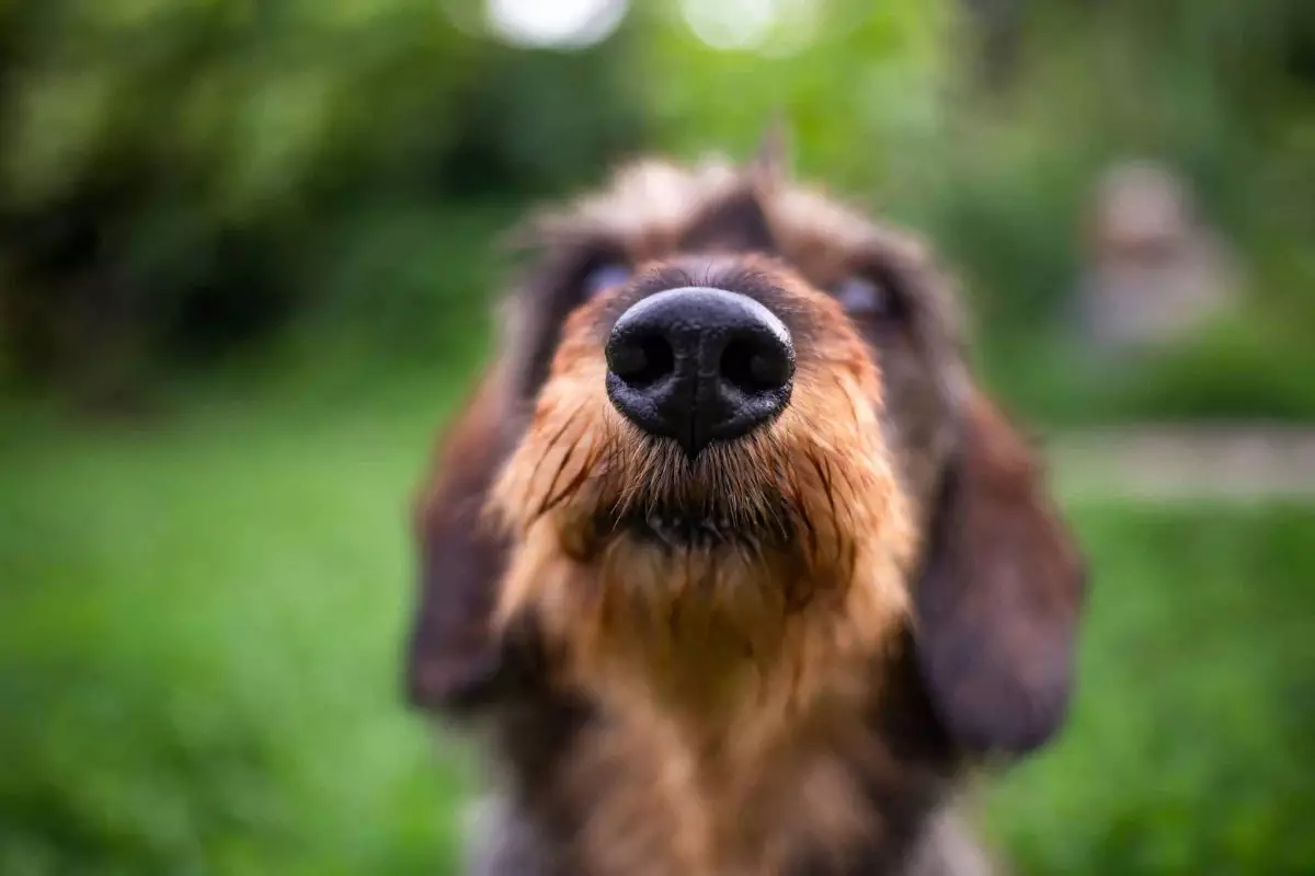 The Irresistible Allure of Adorable Dog Snouts