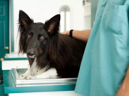 Understanding Canine Vaccination: Safeguarding Your Dog’s Health