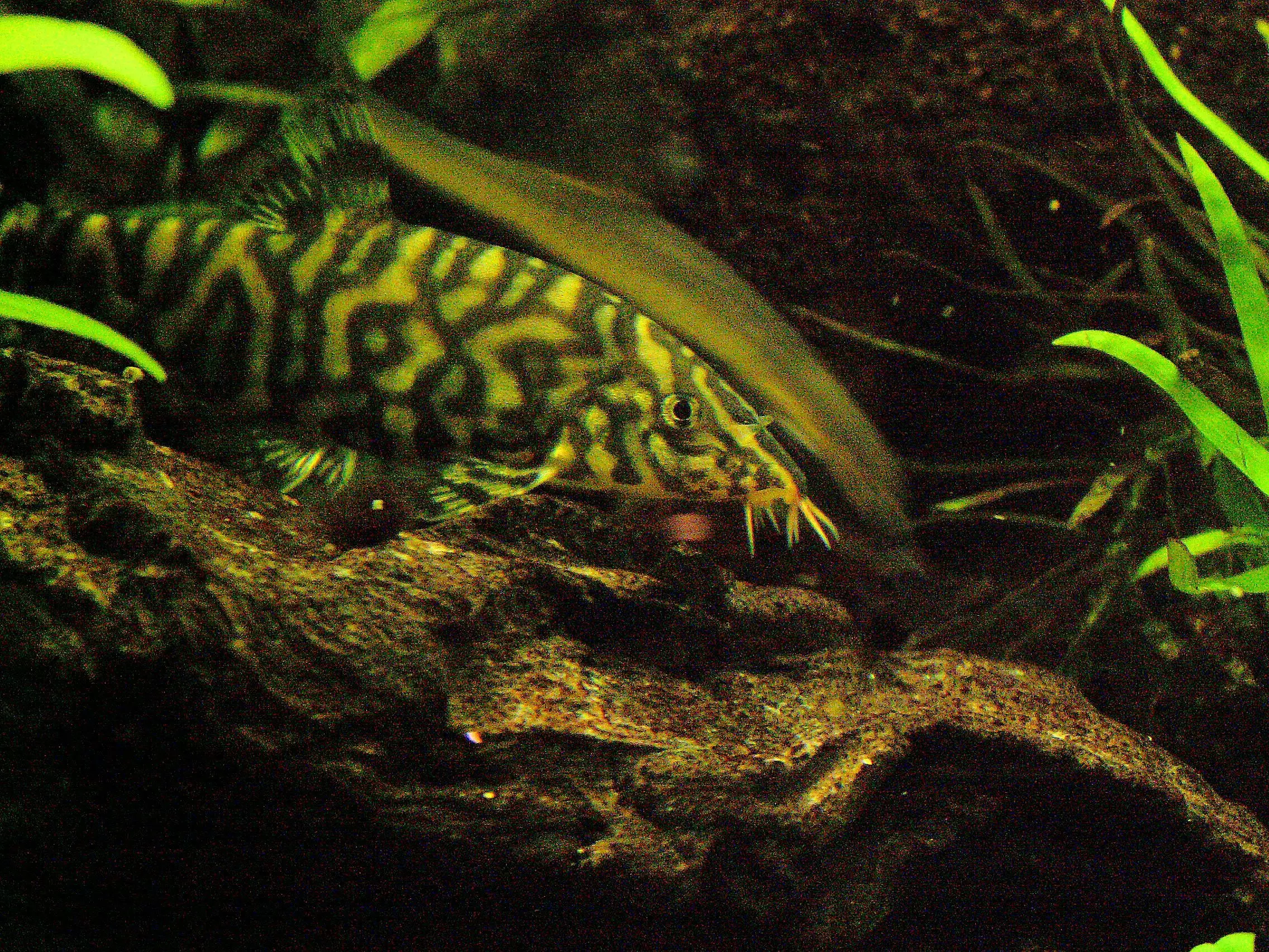 The Fascinating World of the Yoyo Loach: An In-Depth Guide