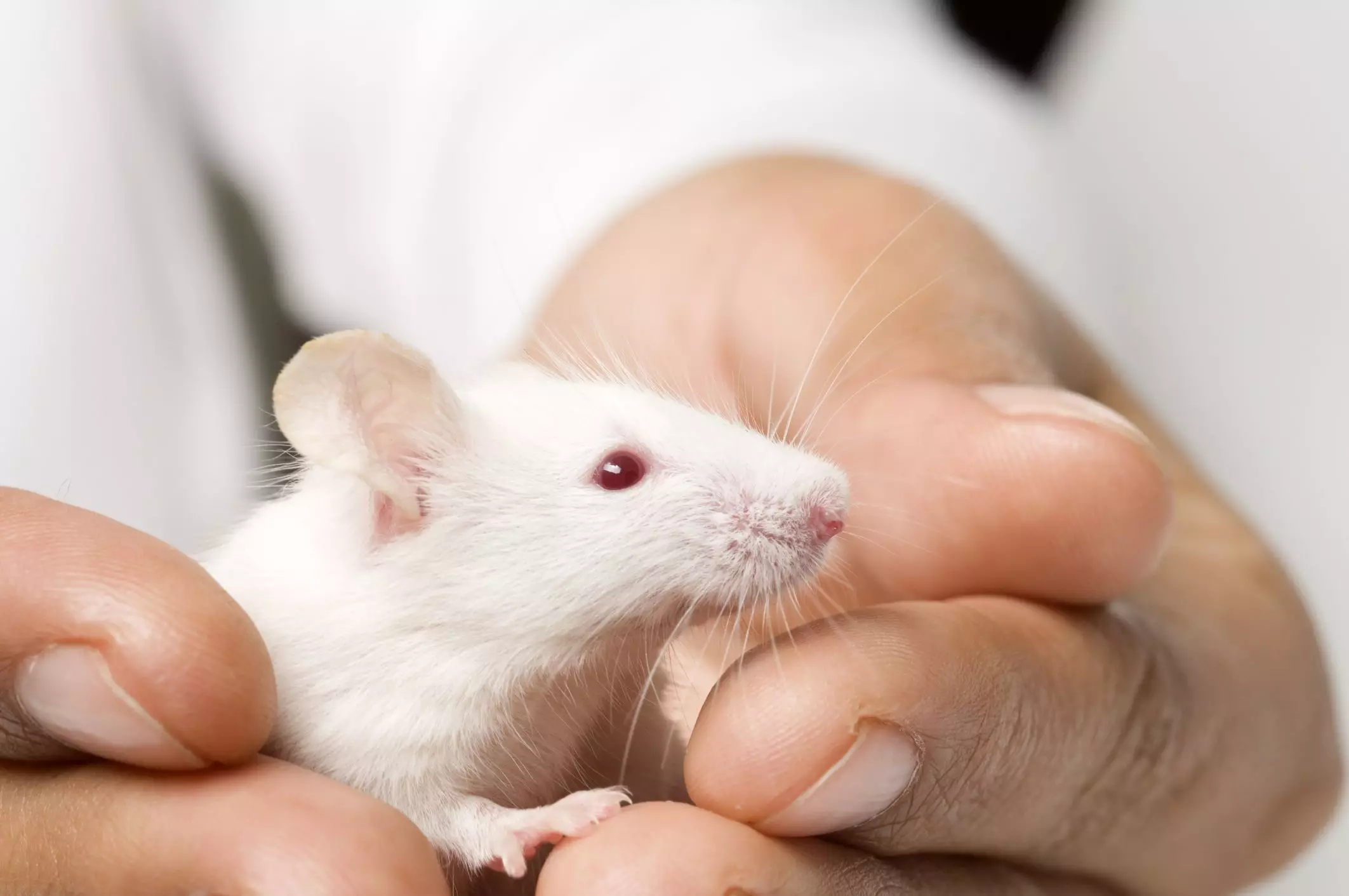 The Art of Taming Pet Mice: A Comprehensive Guide