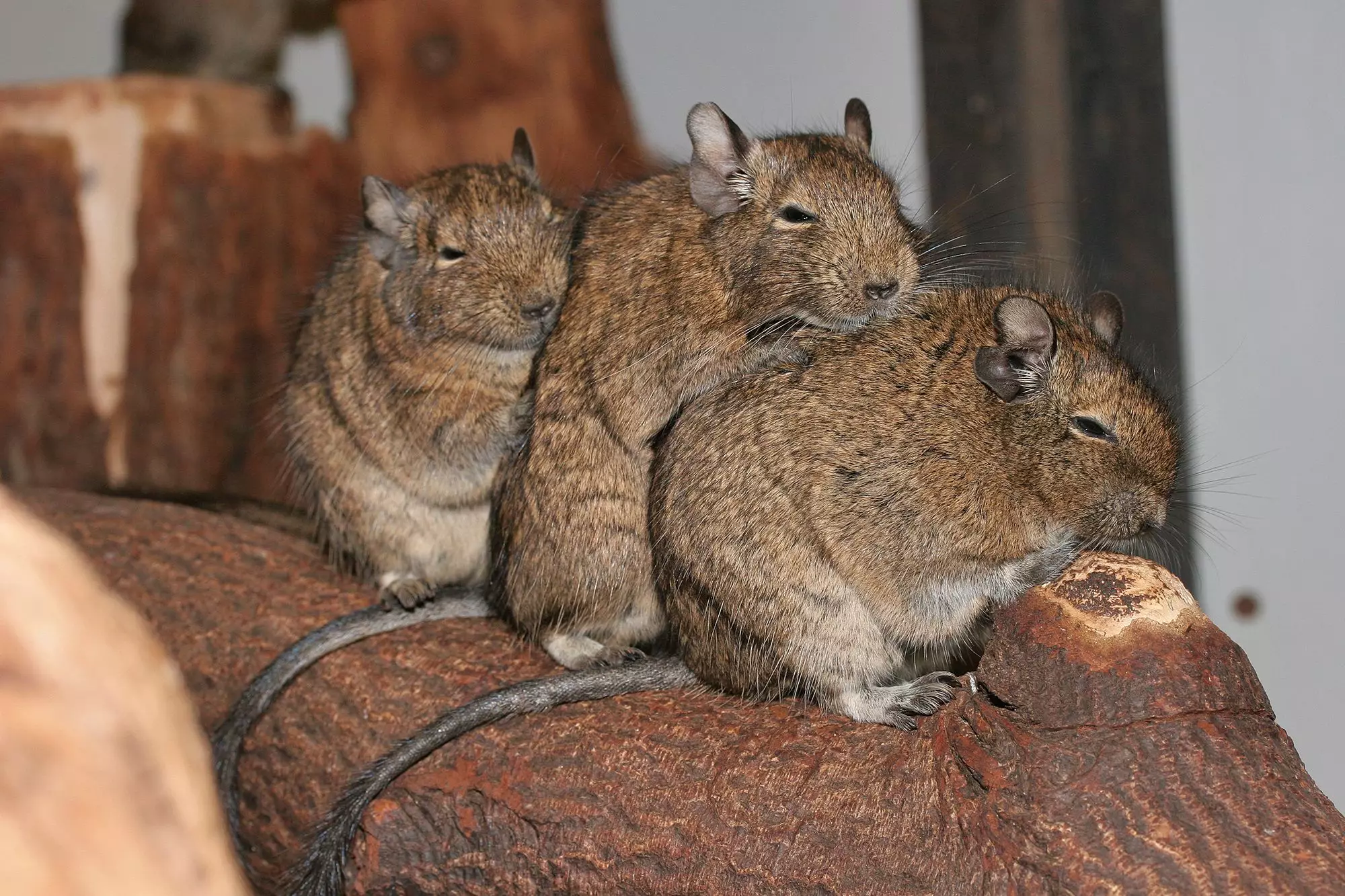 Understanding and Preventing Tail Injuries in Degus: A Comprehensive Guide