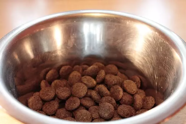 Navigating Dog Food Choices: What Ingredients to Avoid for Your Furry Companion