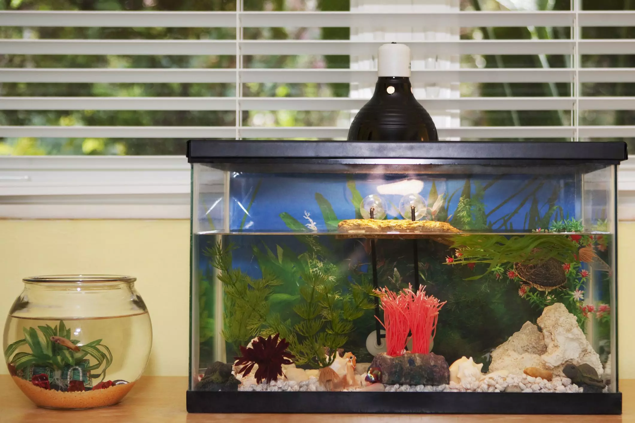 Transforming Your Freshwater Aquarium into a Saltwater Paradise: A Practical Guide