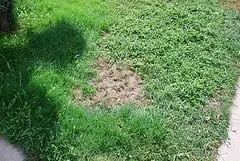 Understanding and Preventing Lawn Damage from Dog Urine