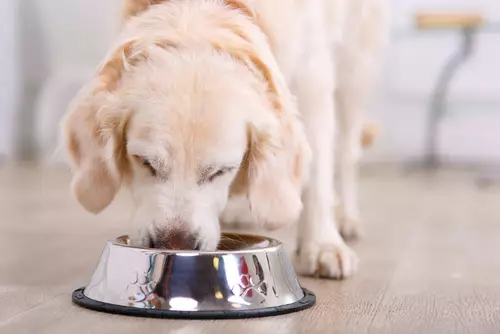 Deciphering Dog Food Labels: A Comprehensive Guide for Pet Owners