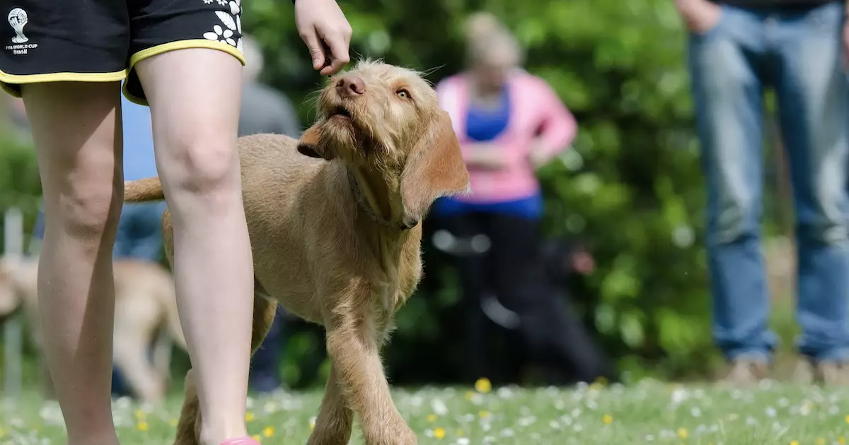 Transforming the Canine Training Landscape: A Comprehensive Guide to SpiritDog Online Courses