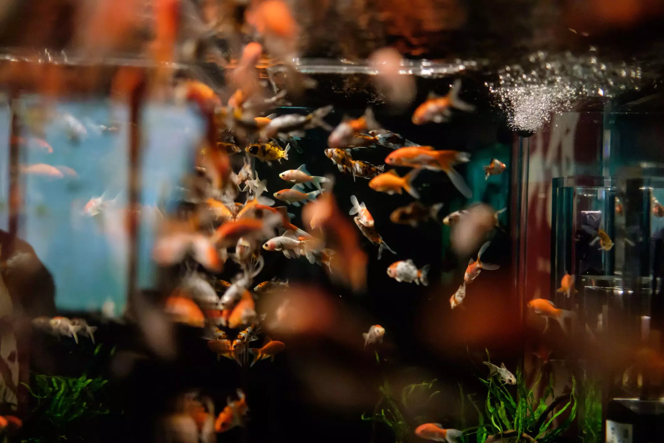 The Joy of Breeding Fish in Your Home Aquarium