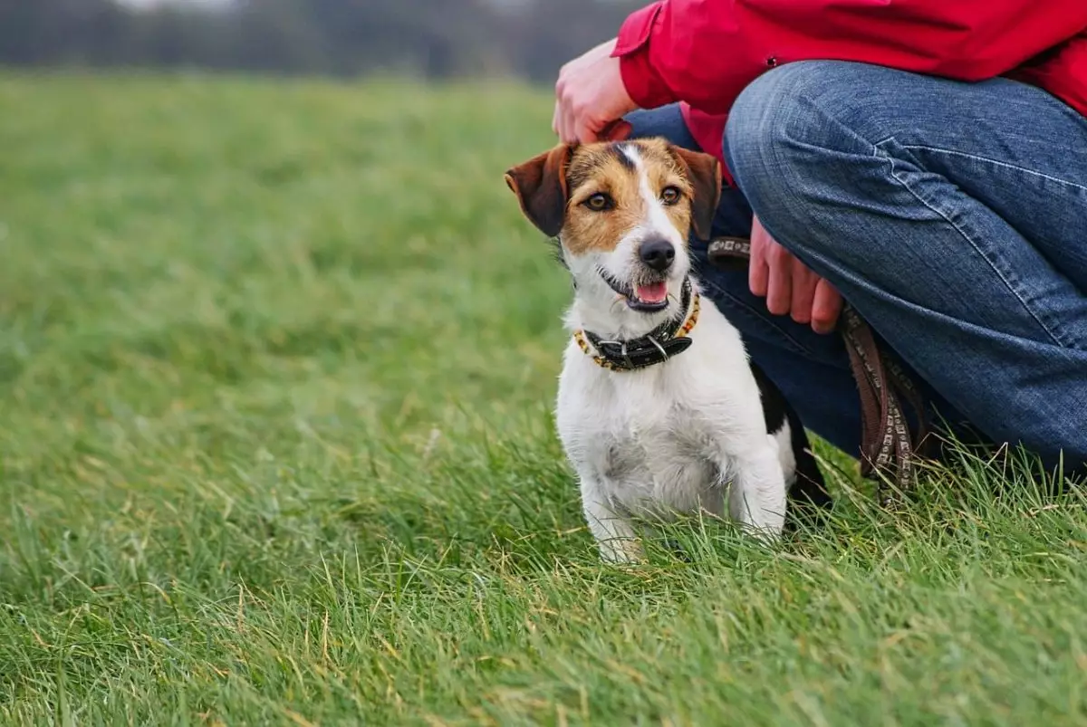 Petite Powerhouses: The Ultimate Adventure Dogs in Small Packages