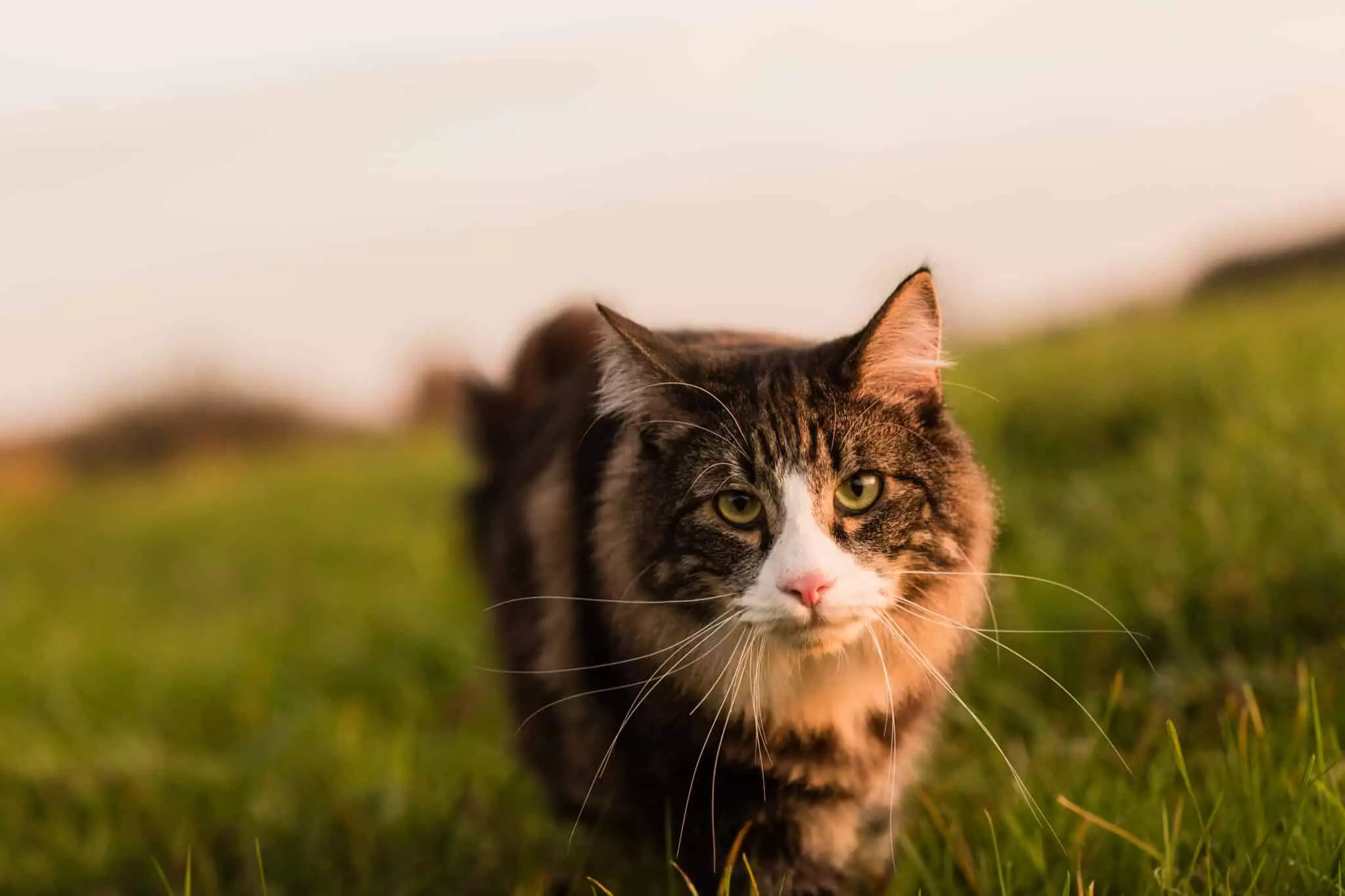 Embracing the Brave: A Deep Dive into Fearless Cat Breeds