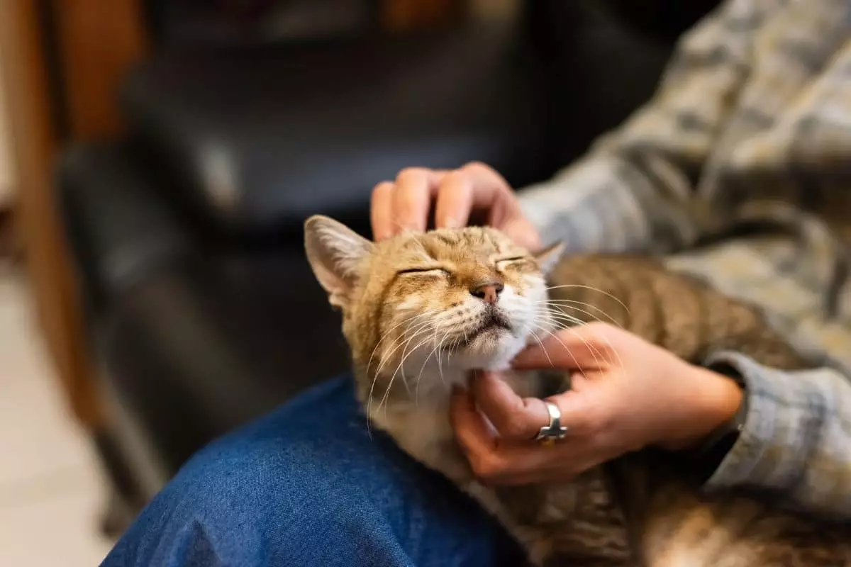 Understanding the Unspoken Affection of Cats