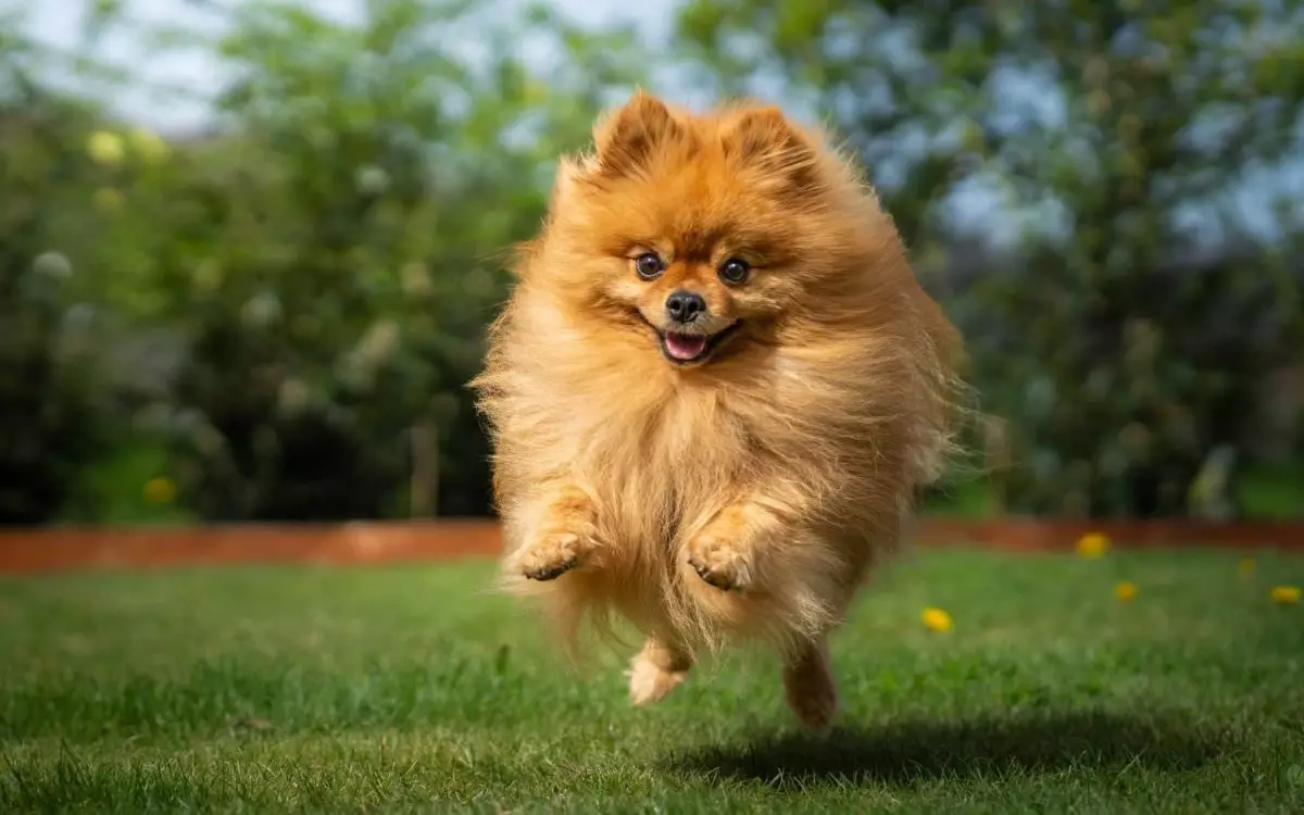 The Big Personalities of Small Dog Breeds